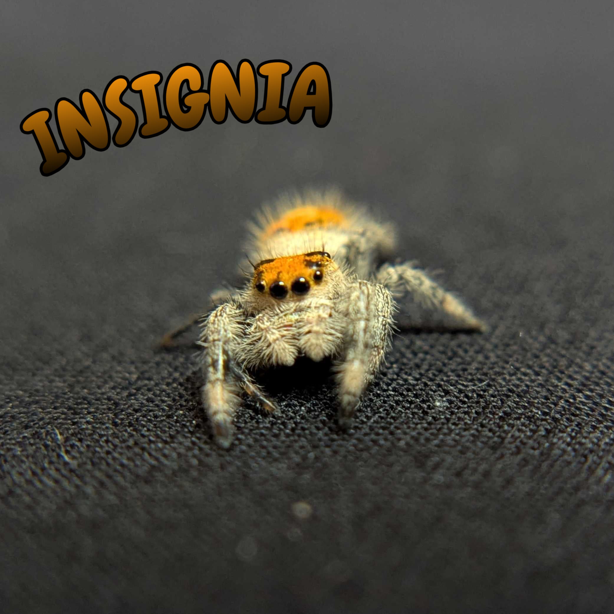 Regal Jumping Spider "Insignia"