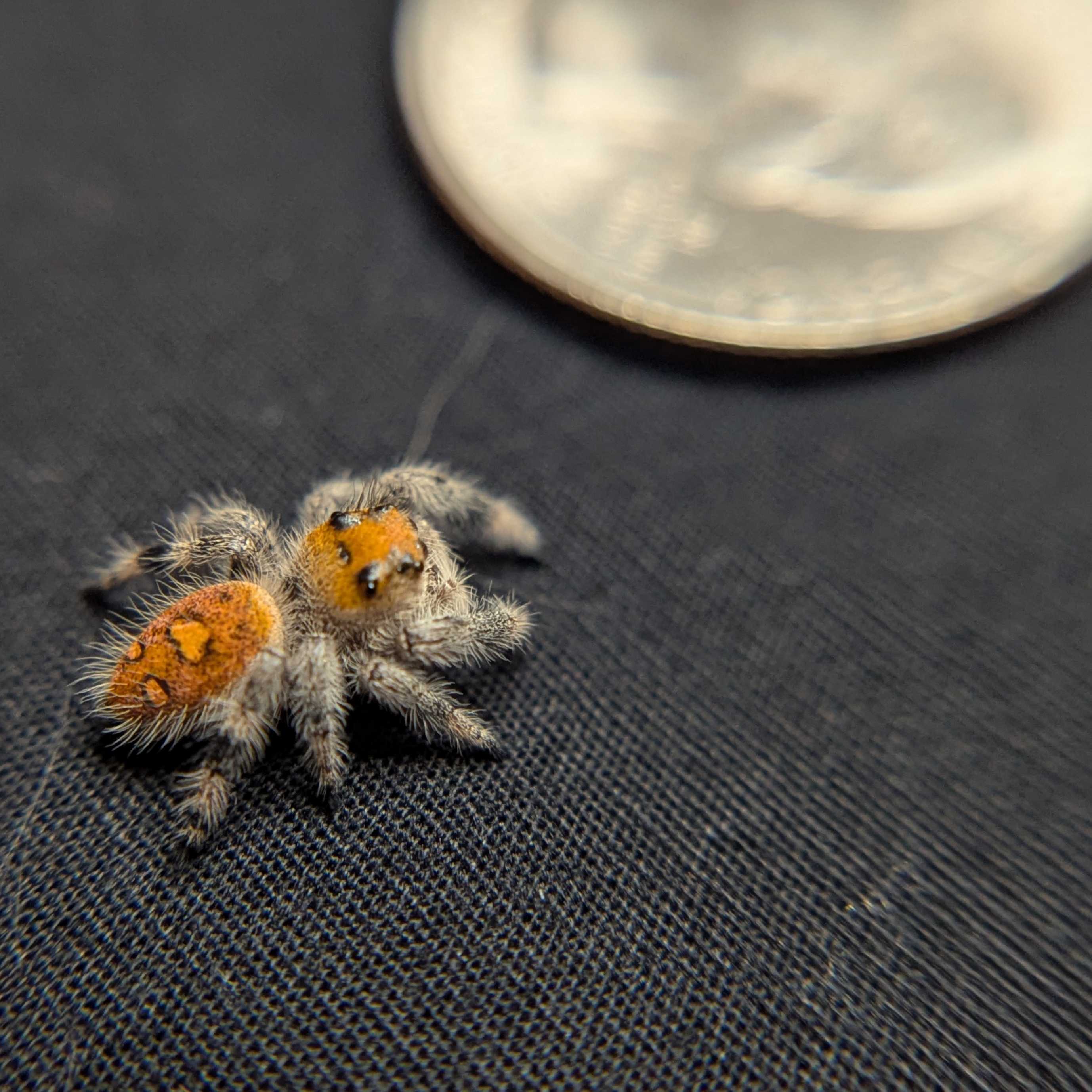 Regal Jumping Spider "Ignisa"