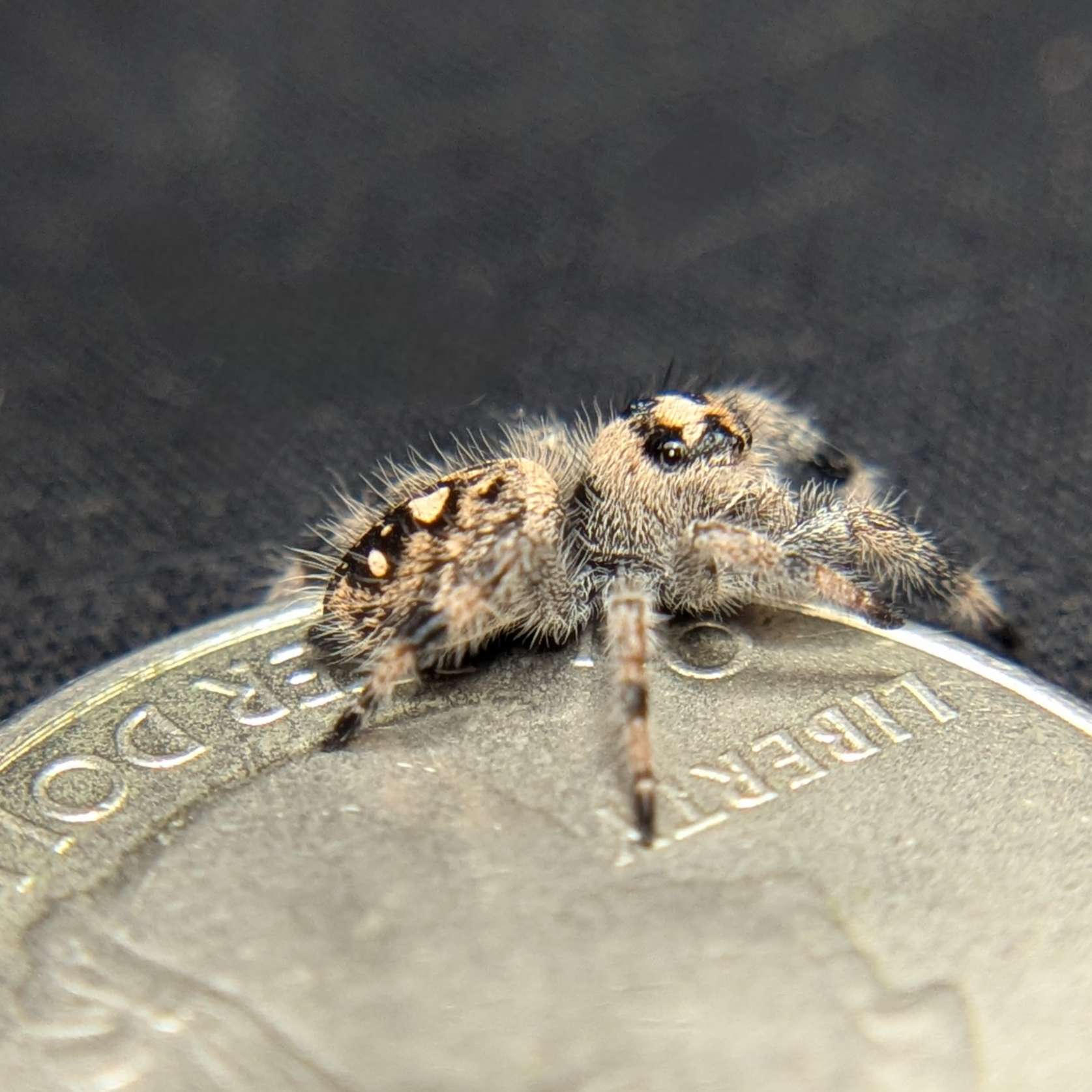 Regal Jumping Spider “White Truffle”