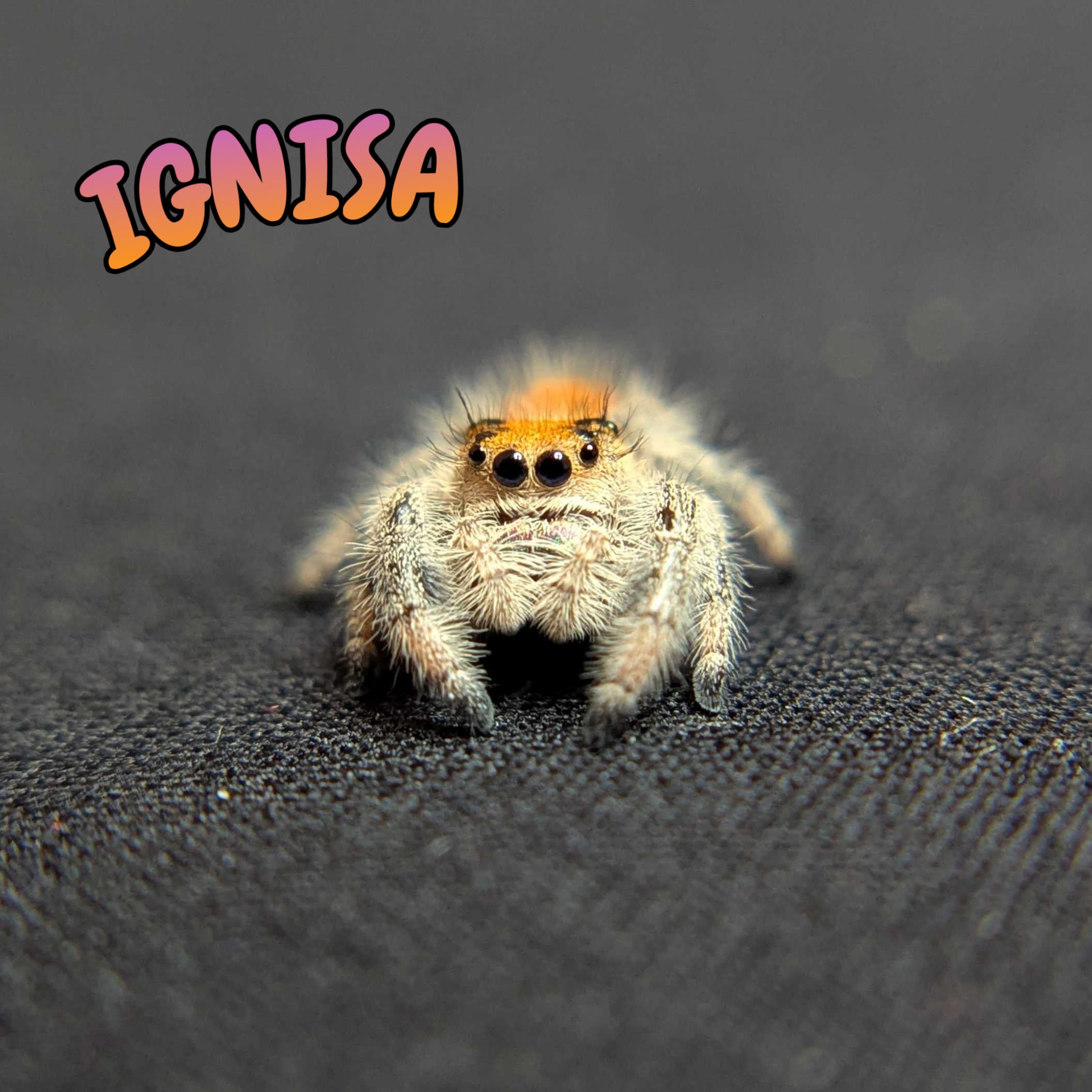 Regal Jumping Spider "Ignisa"