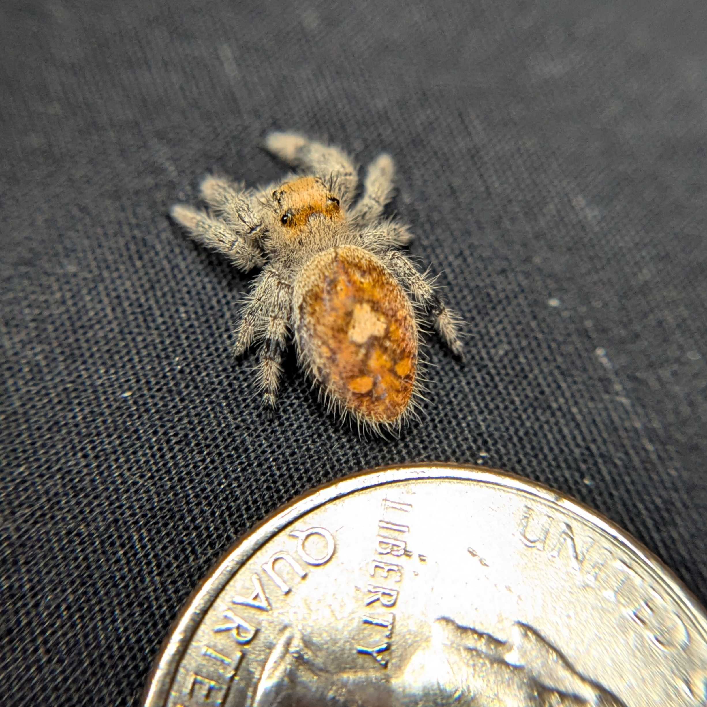 Regal Jumping Spider "Sahara"