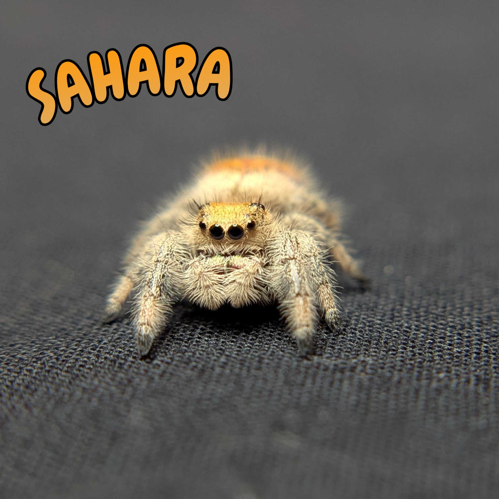 Regal Jumping Spider "Sahara"