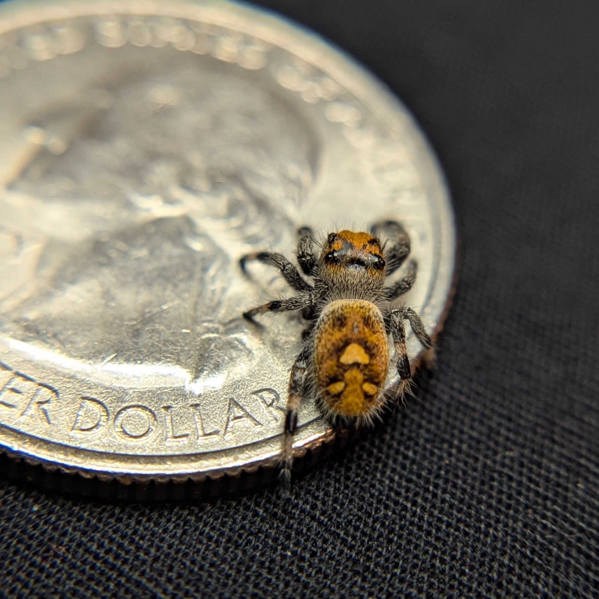 Regal Jumping Spider "Buttersizzle"