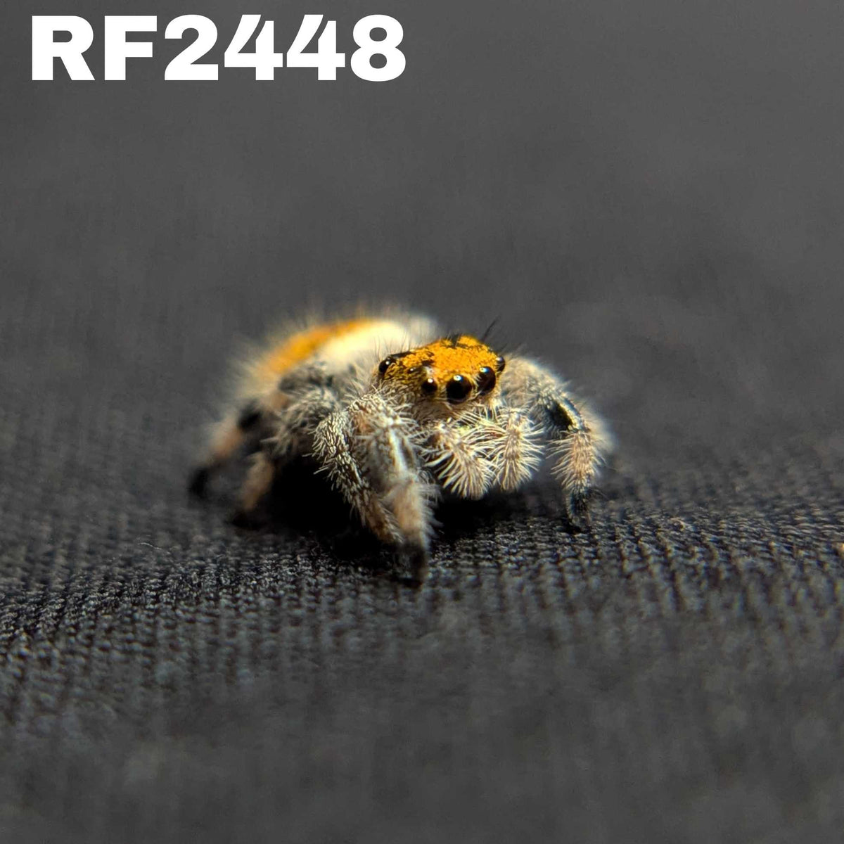 Regal Jumping Spider "Buttersizzle"
