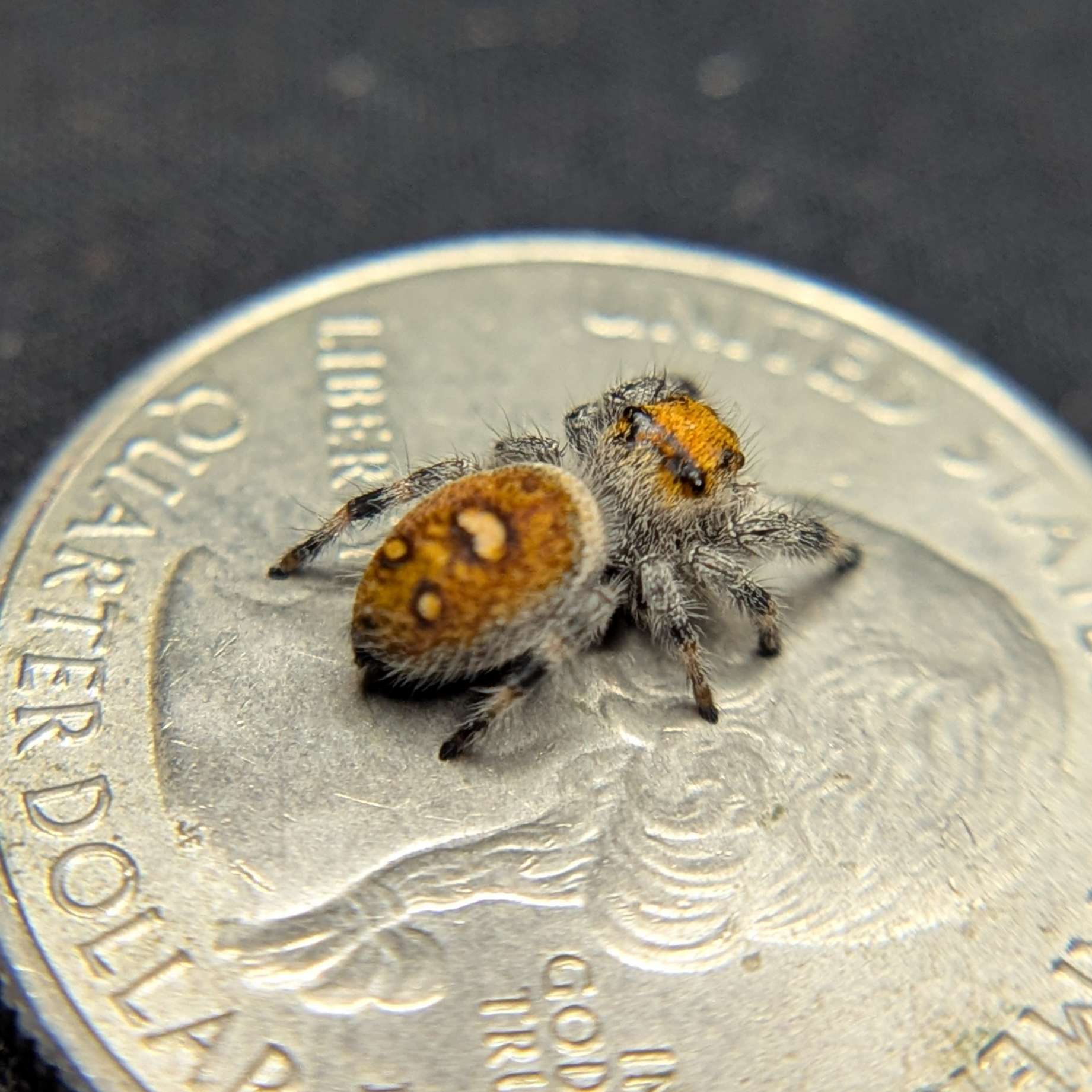 Regal Jumping Spider "Citrus"