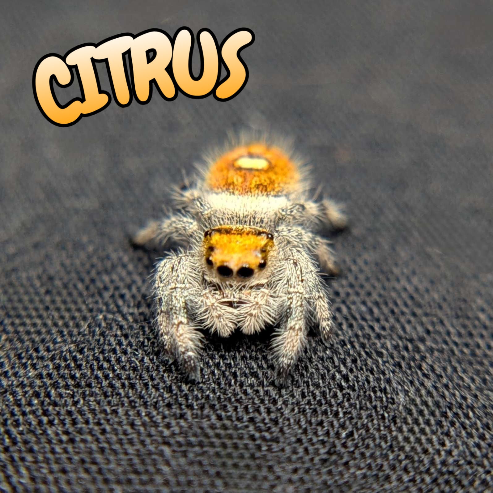 Regal Jumping Spider "Citrus"