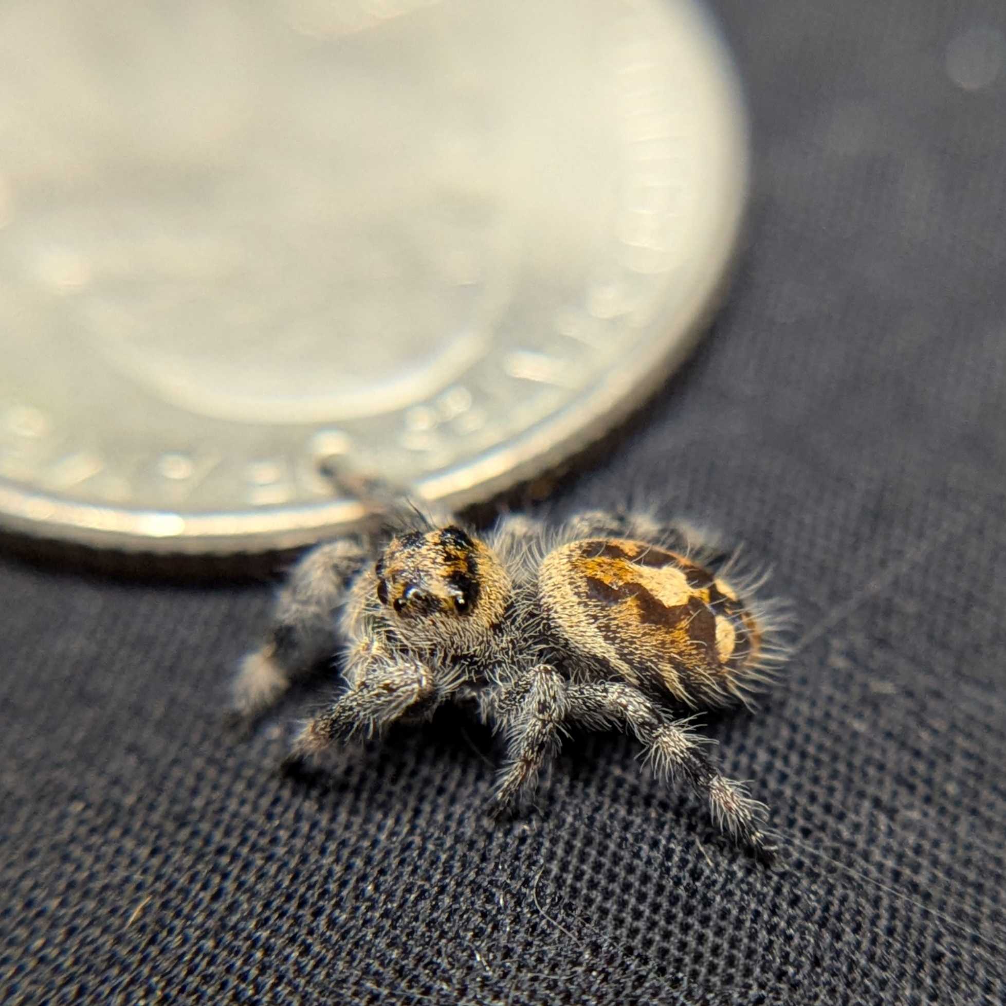 Regal Jumping Spider "Citrine"
