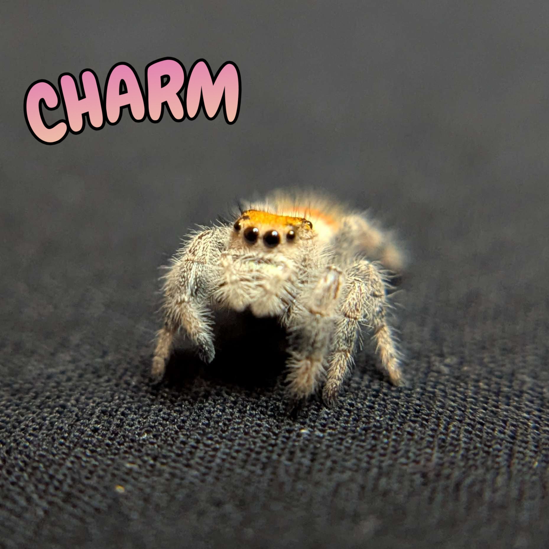 Regal Jumping Spider “Charm”