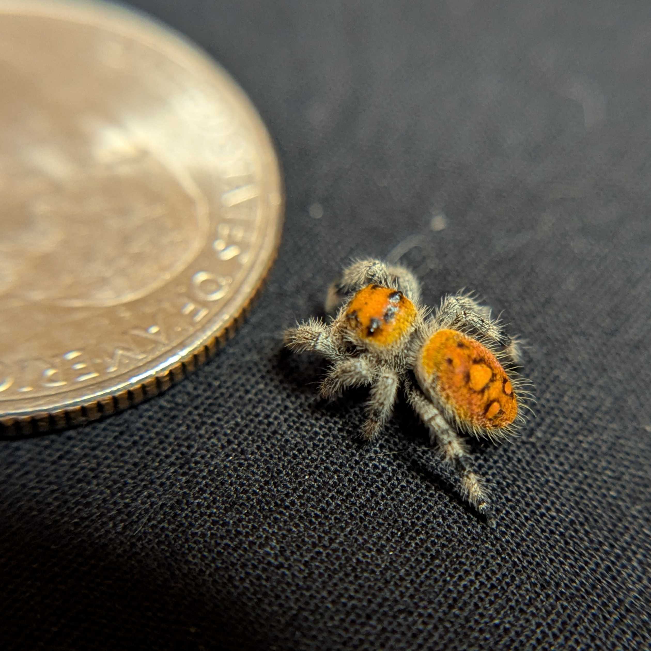 Regal Jumping Spider "Firecracker"