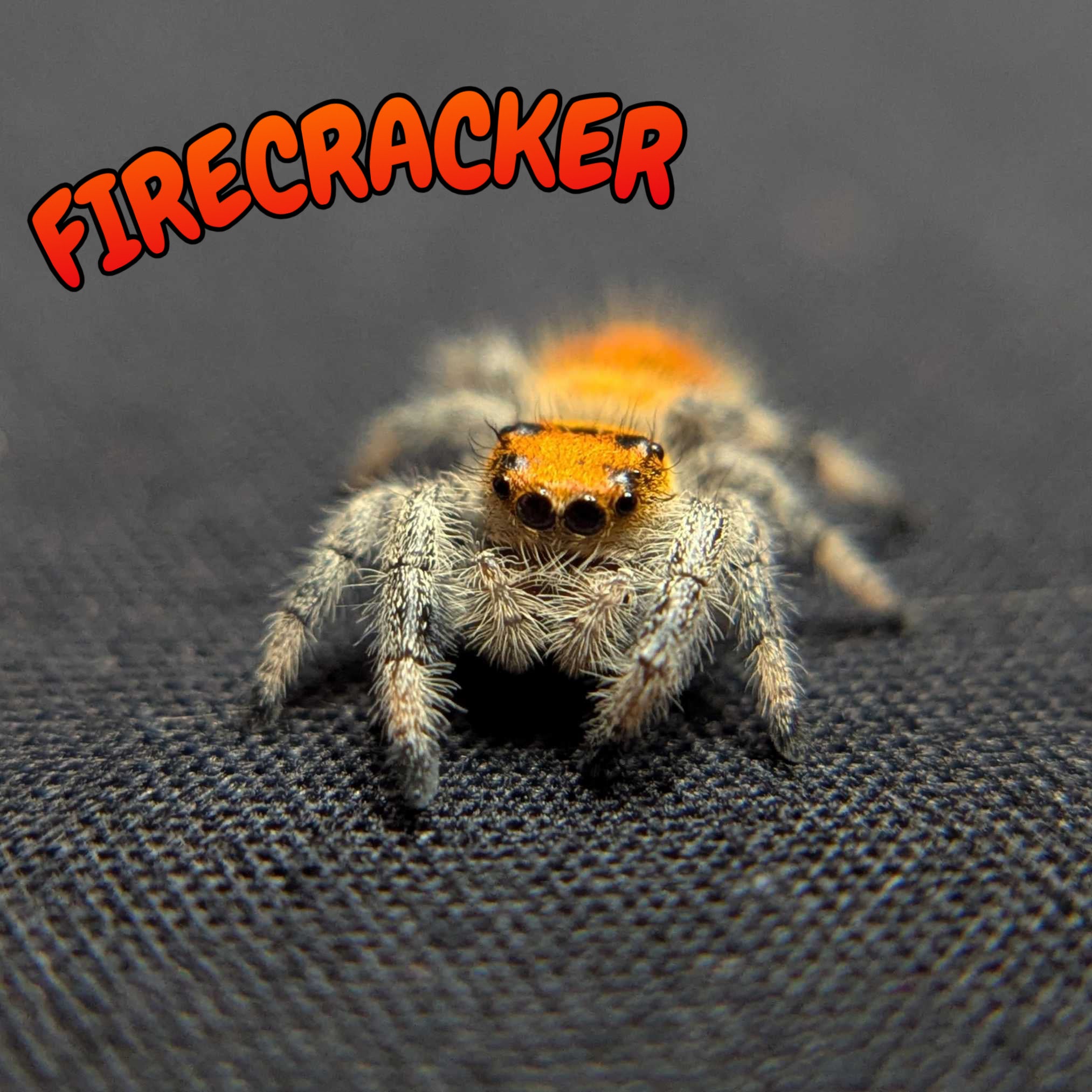 Regal Jumping Spider "Firecracker"