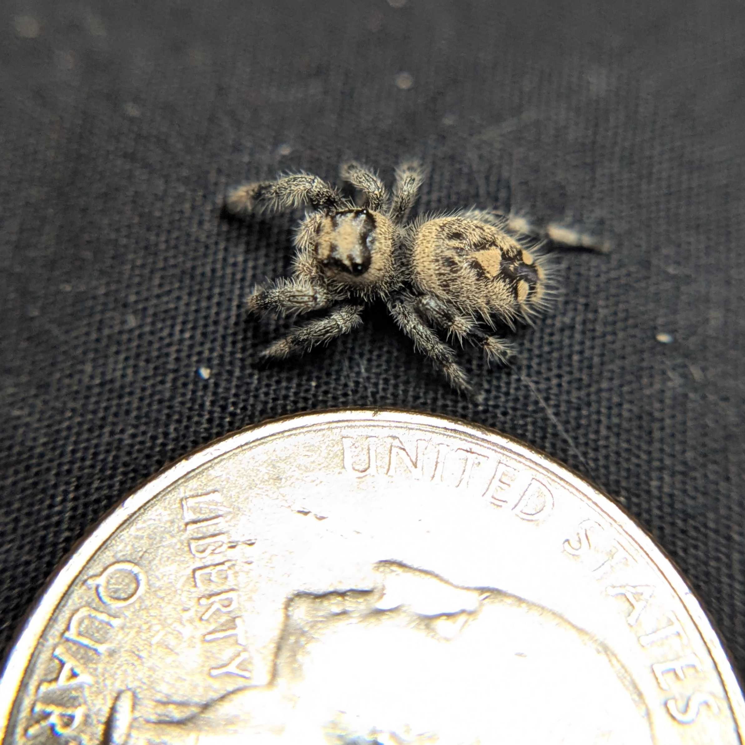 Regal Jumping Spider "Manzana"