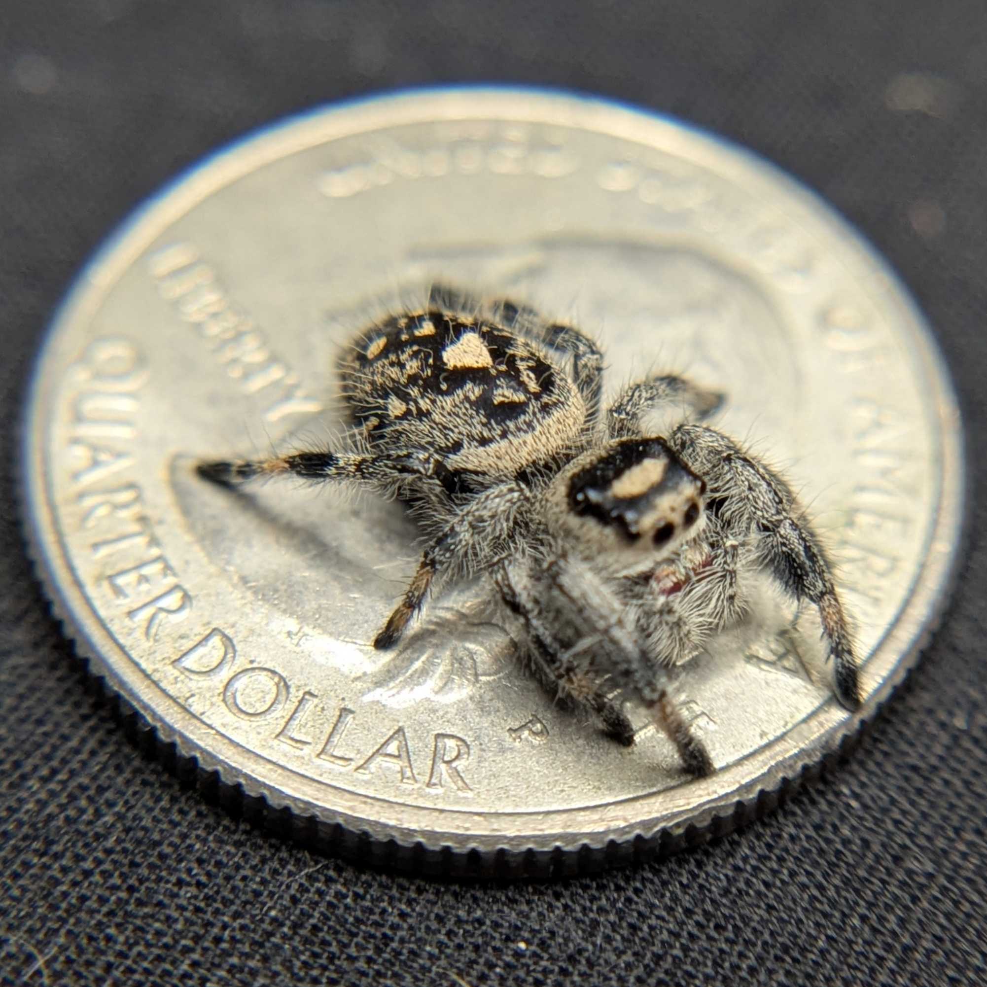 Regal Jumping Spider “Shortbread”