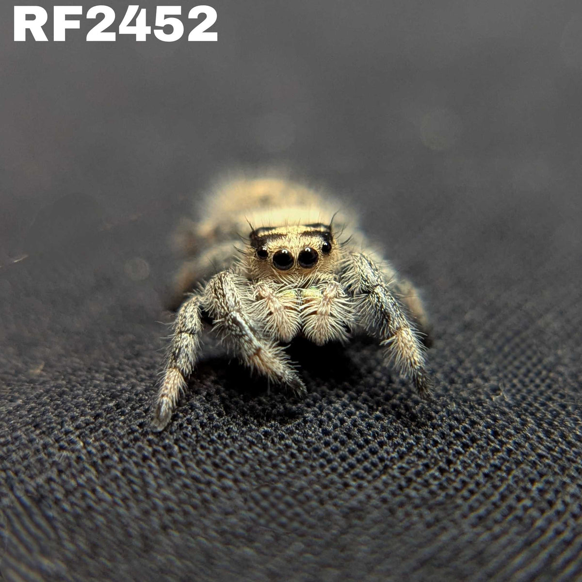 Regal Jumping Spider "Manzana"