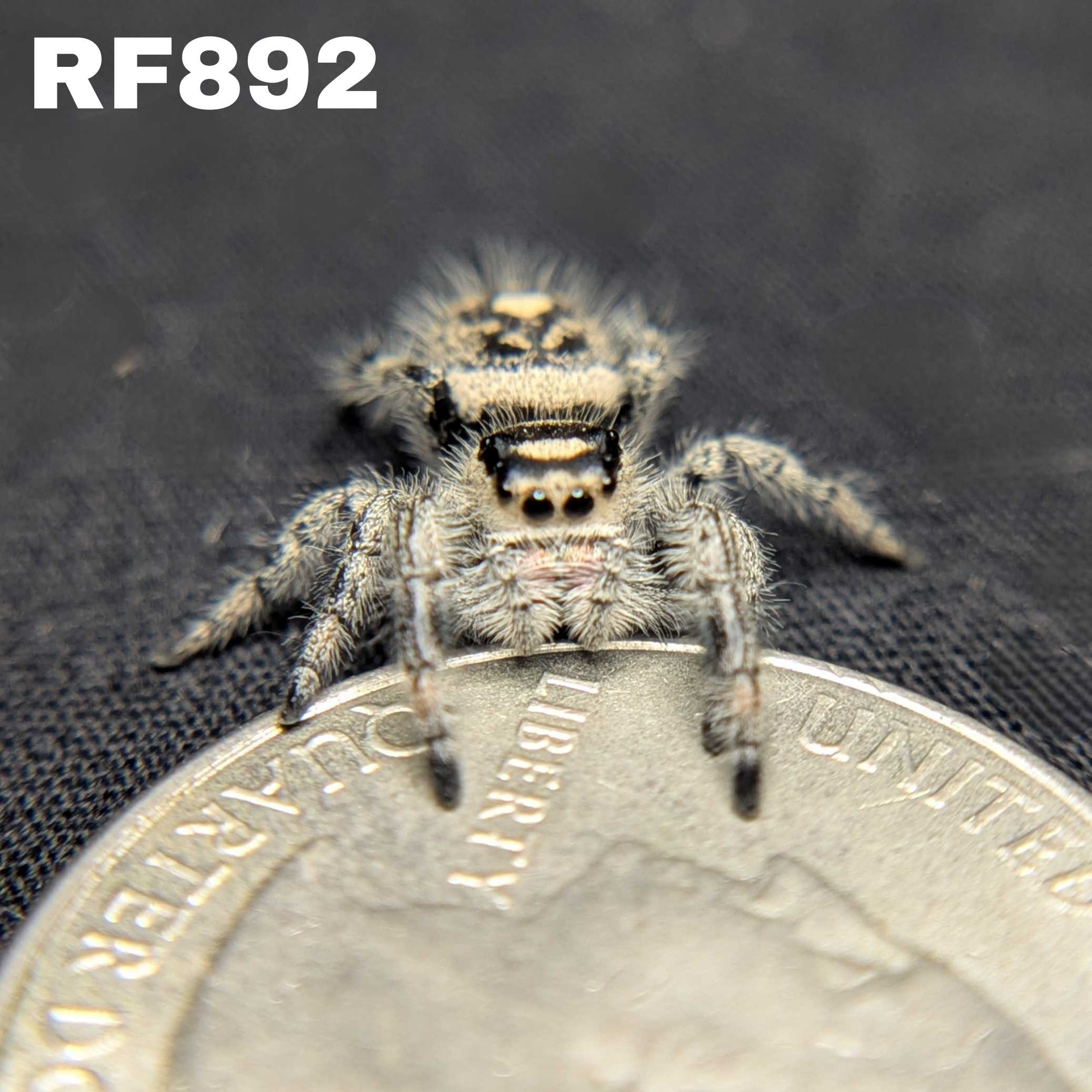 Regal Jumping Spider “Shortbread”