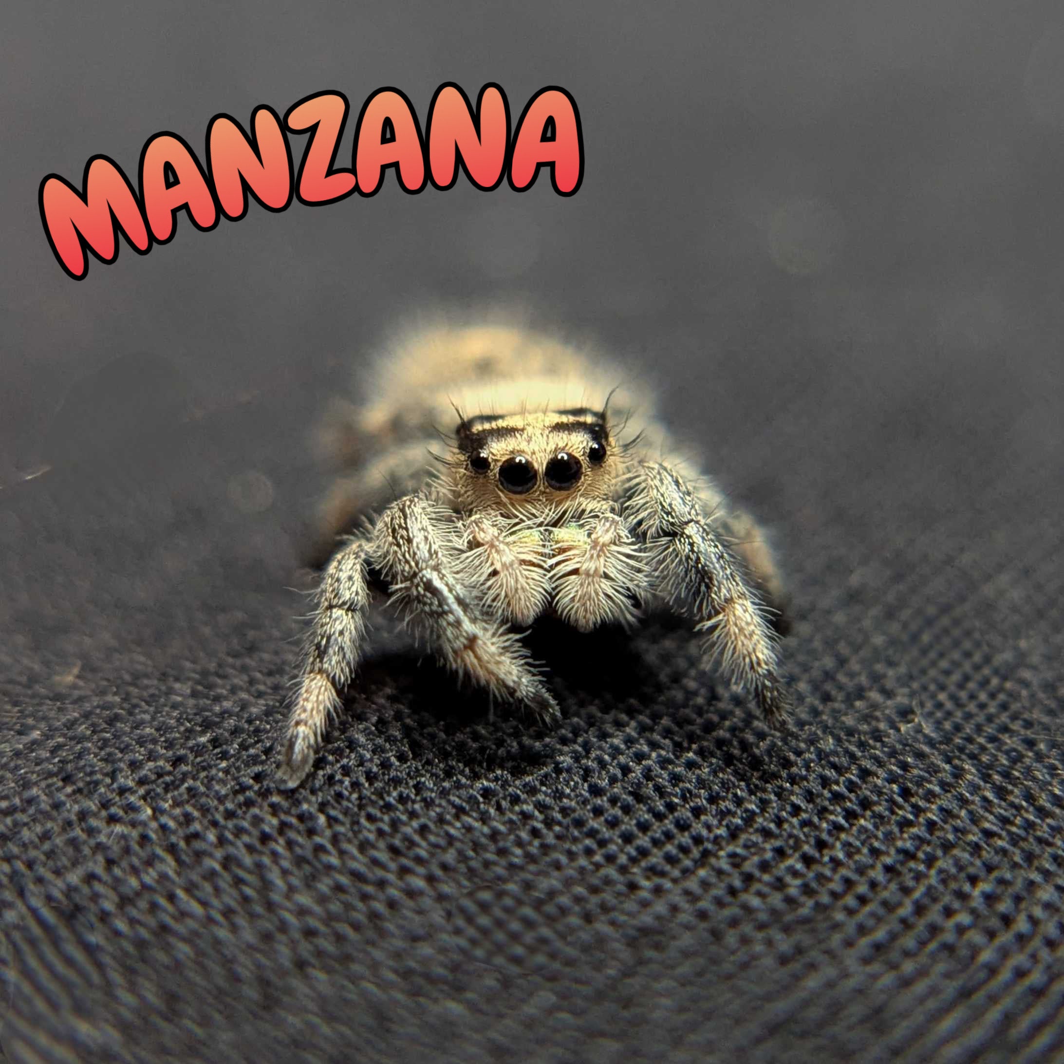 Regal Jumping Spider "Manzana"
