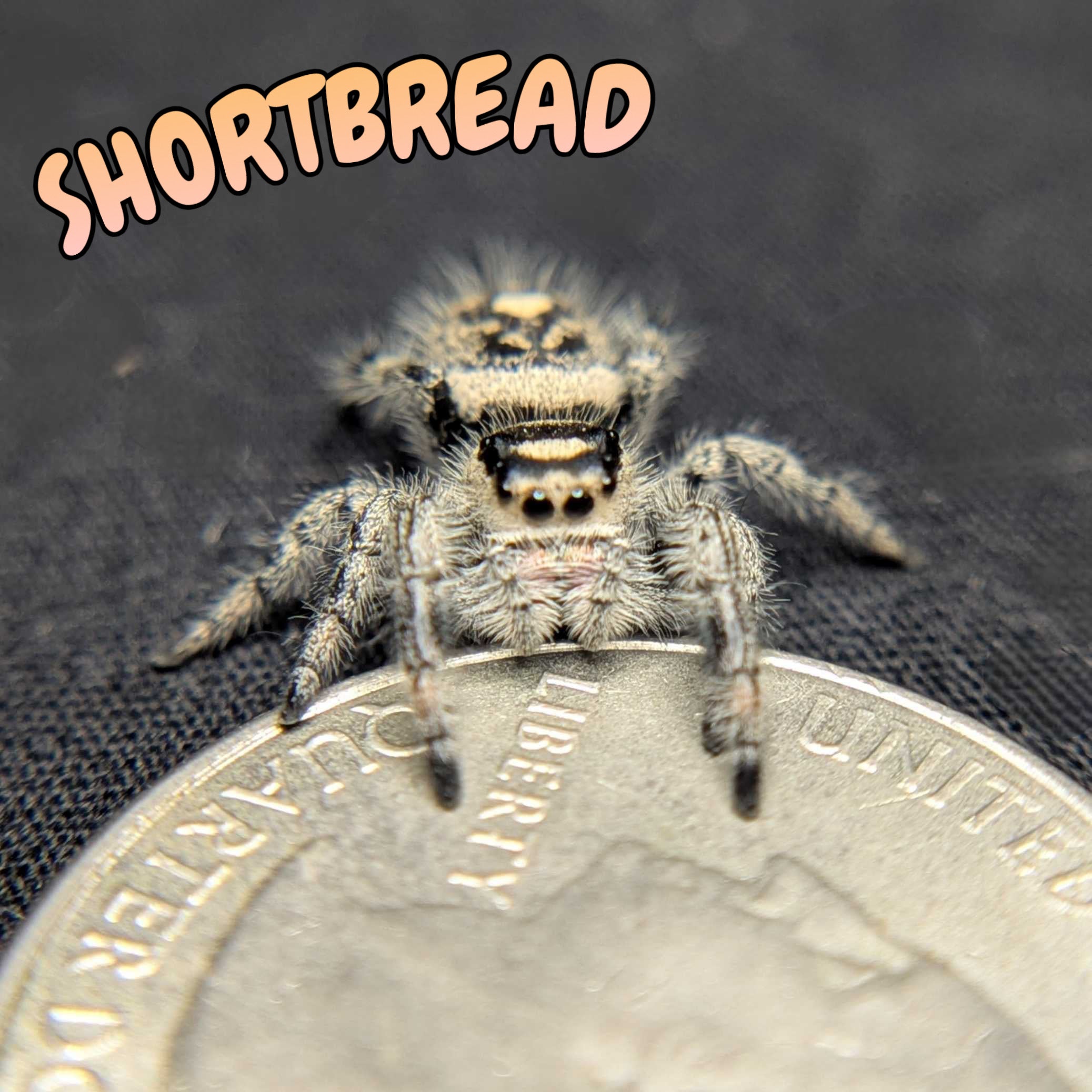 Regal Jumping Spider “Shortbread”