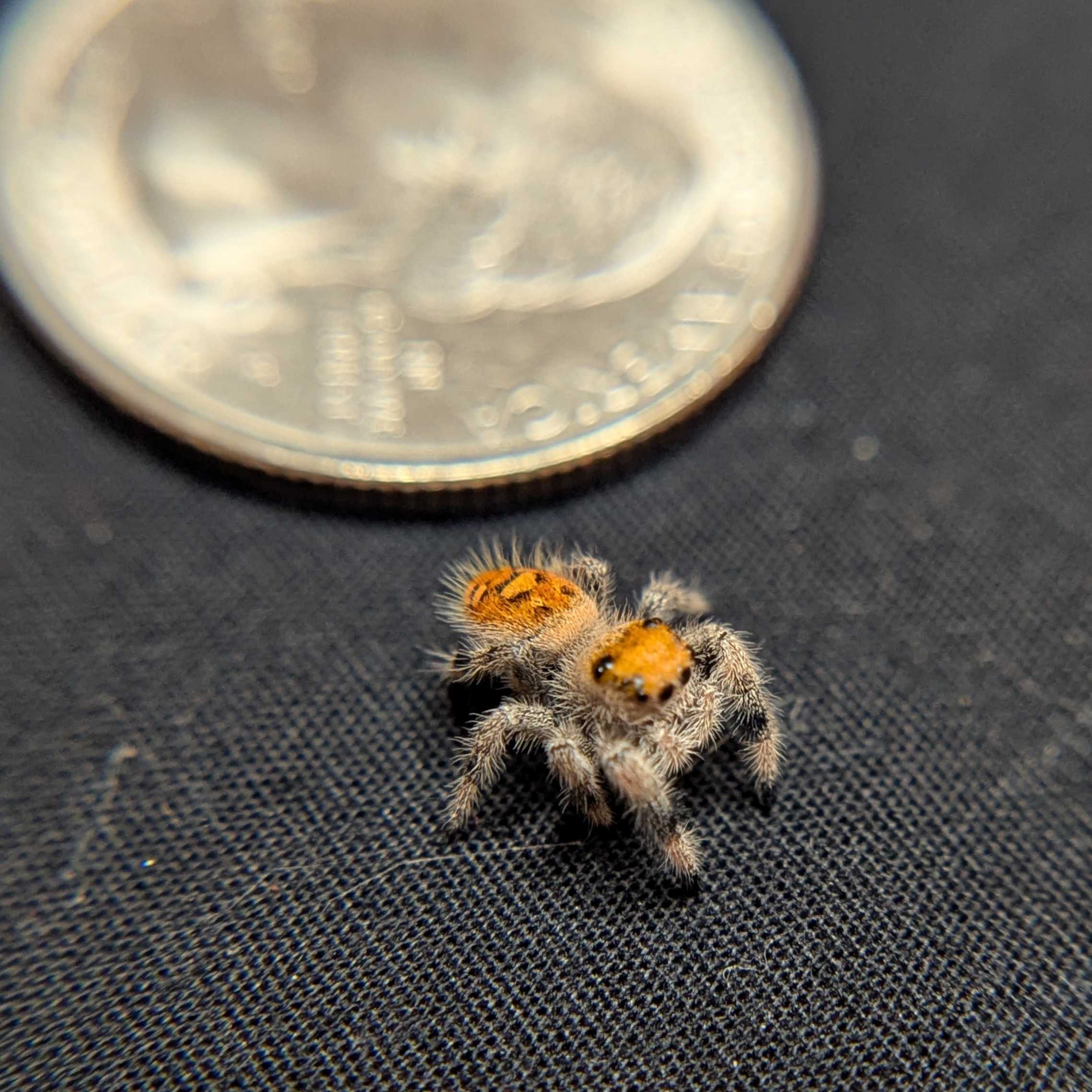 Regal Jumping Spider "Gumdrop"