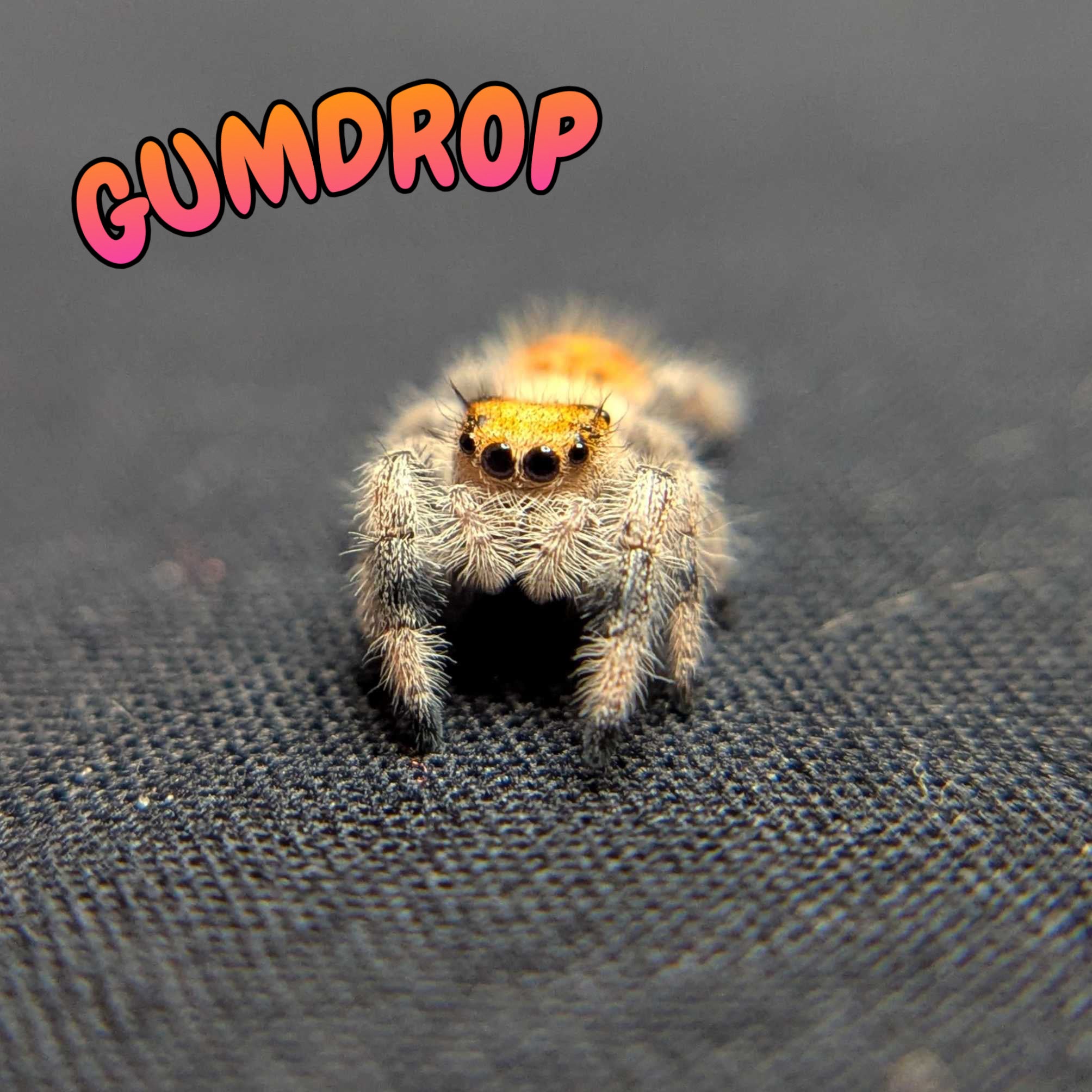 Regal Jumping Spider "Gumdrop"