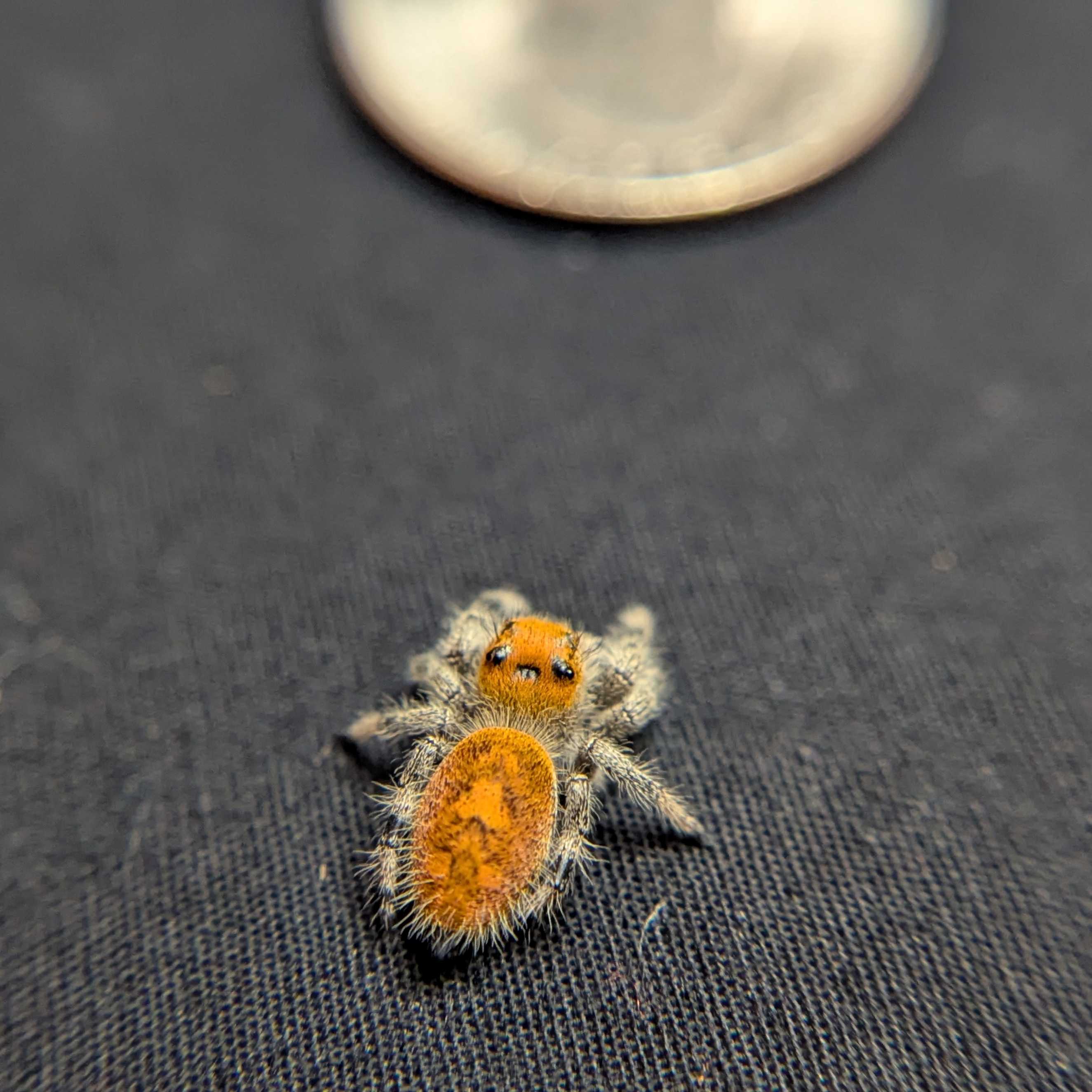 Regal Jumping Spider "Cornbread"