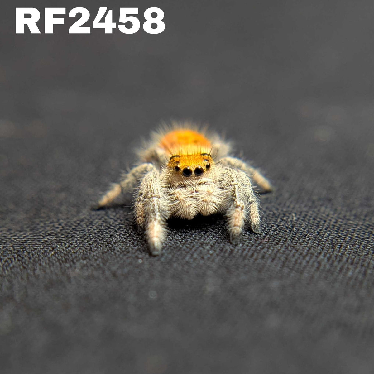 Regal Jumping Spider "Cornbread"