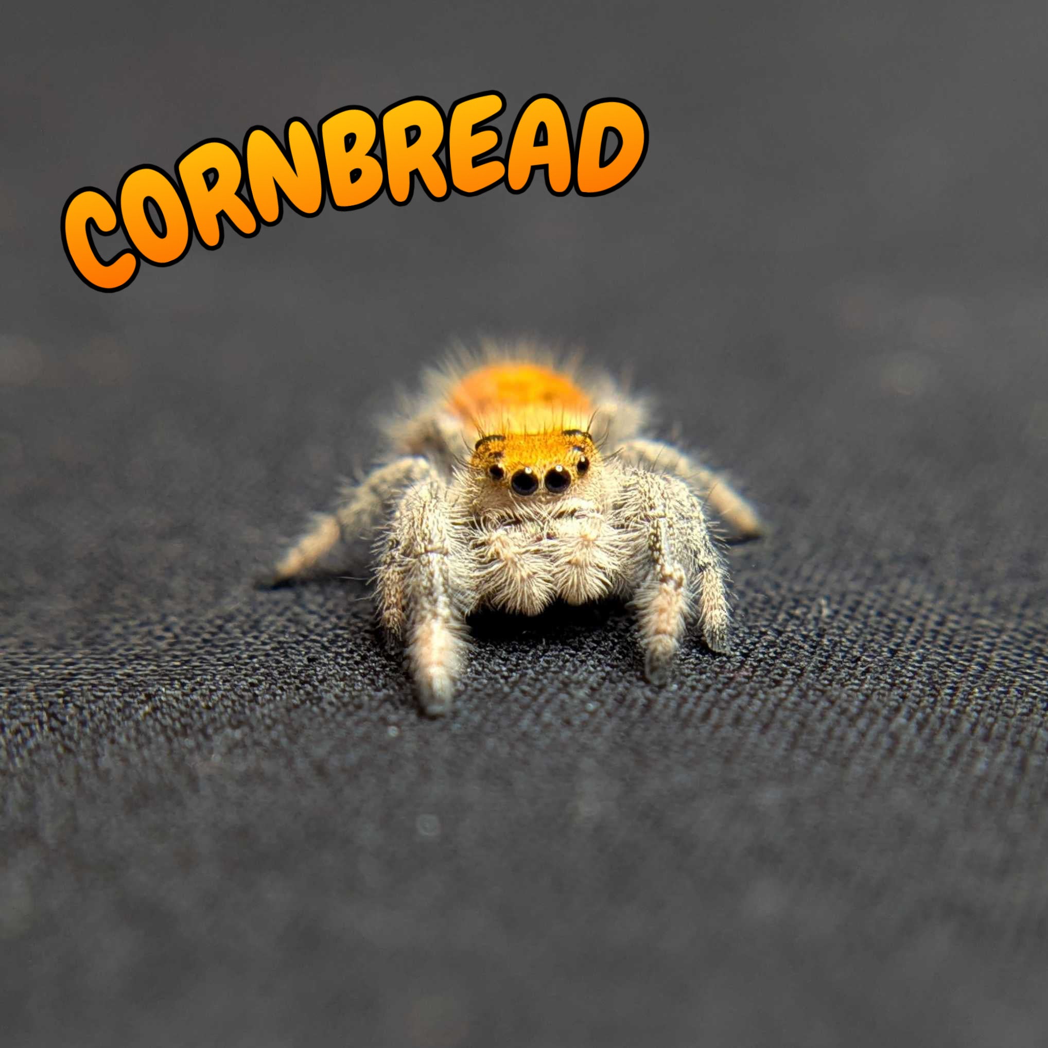 Regal Jumping Spider "Cornbread"