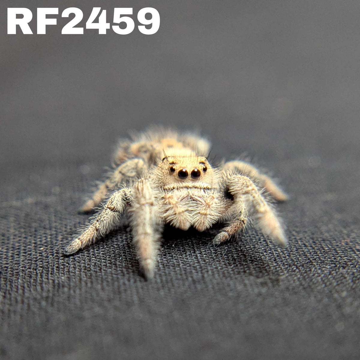 Regal Jumping Spider "Sprinkle"