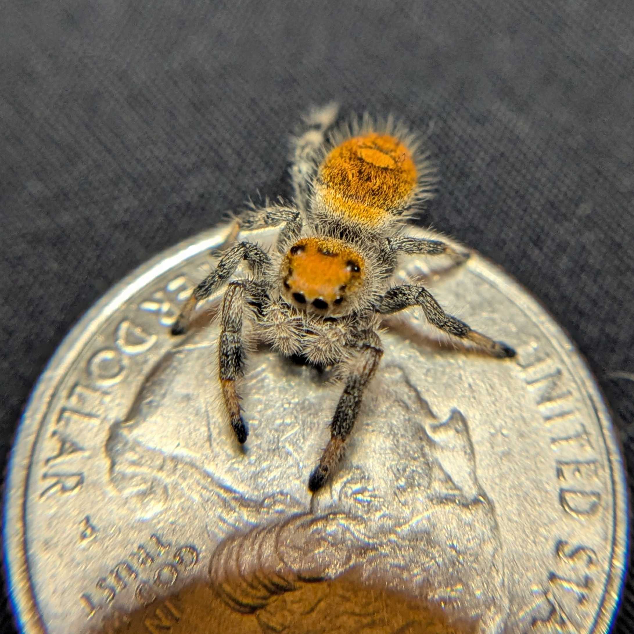 Regal Jumping Spider "Magic"