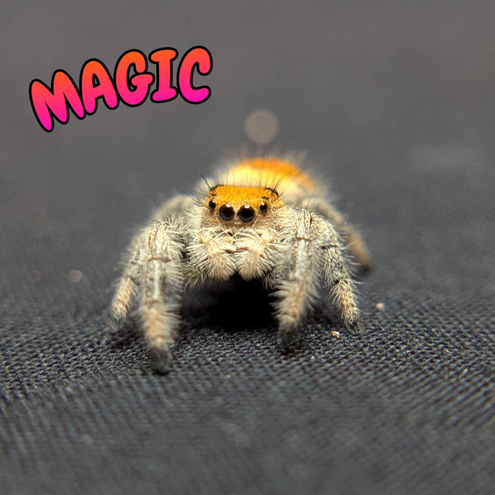 Regal Jumping Spider "Magic"