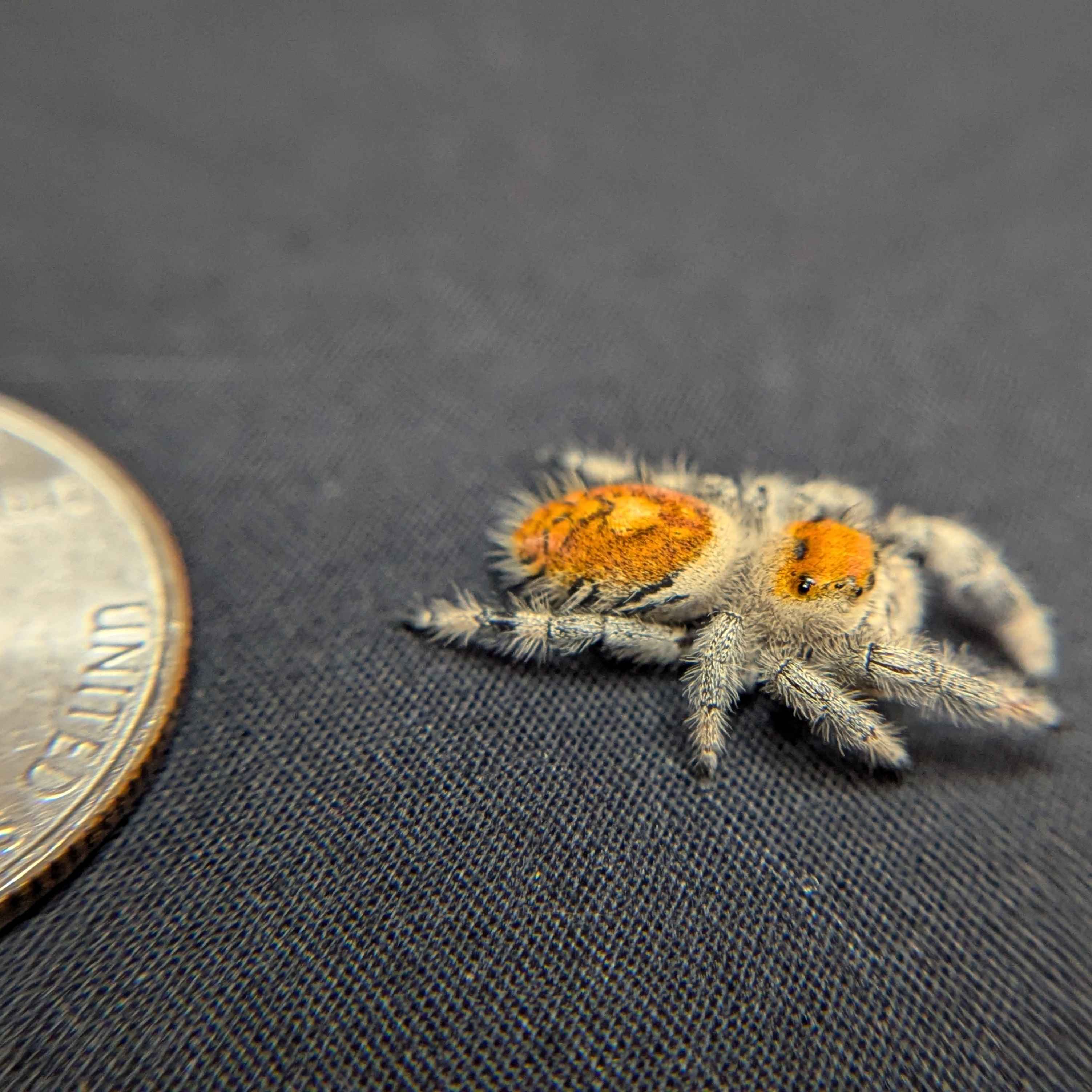 Regal Jumping Spider "Saffron"