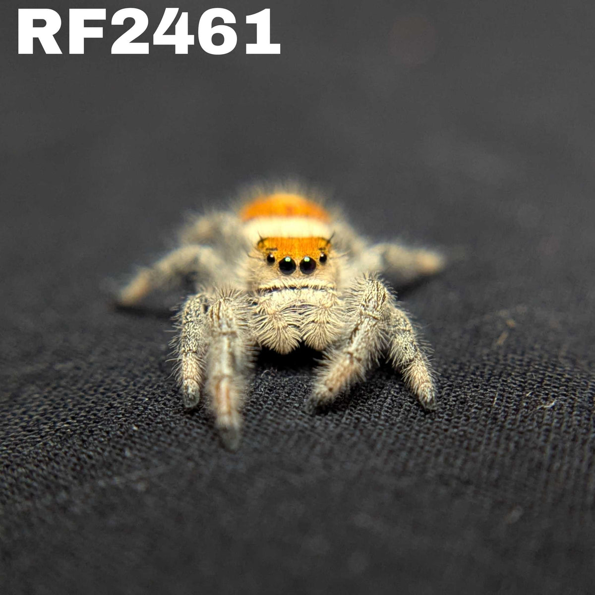 Regal Jumping Spider "Saffron"