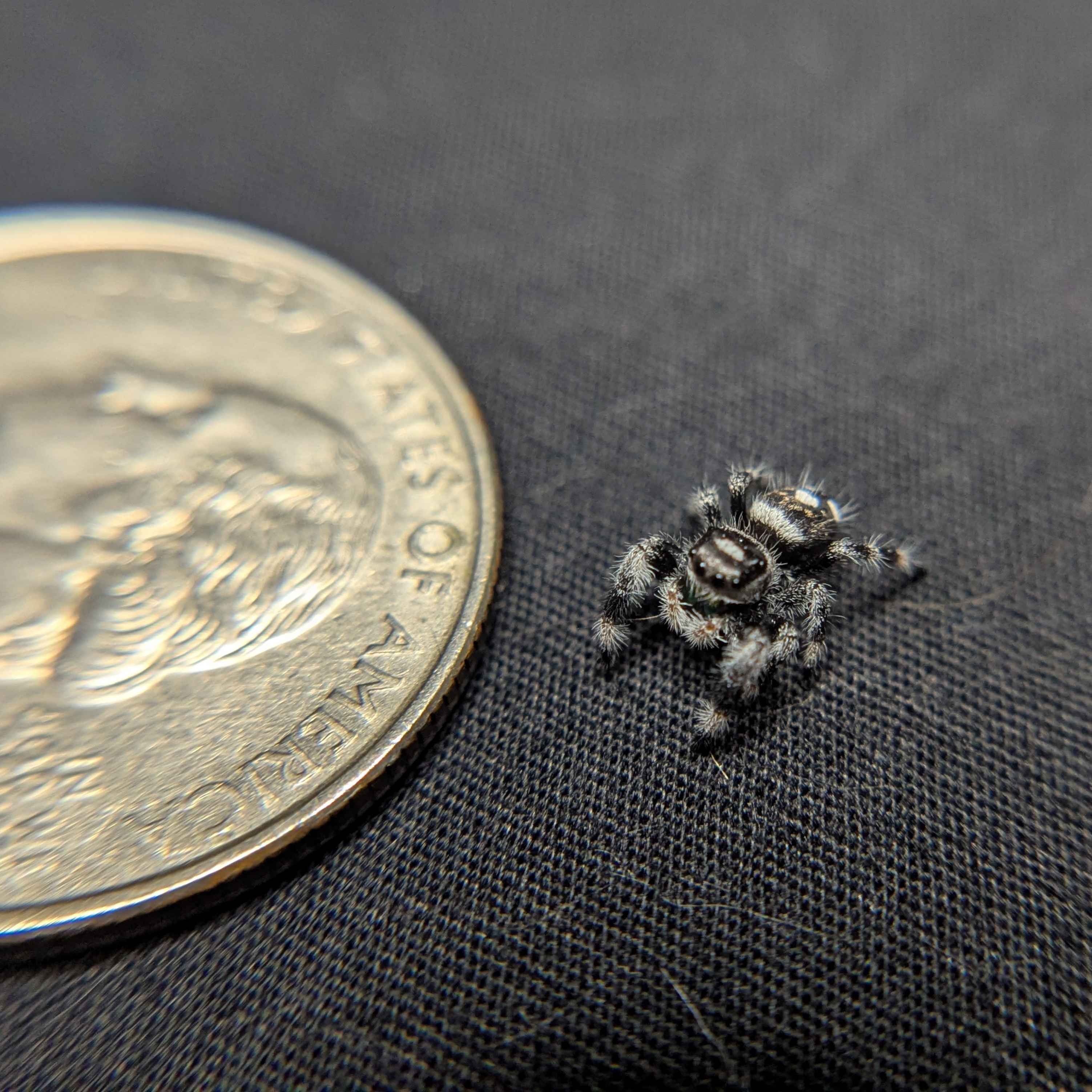 (Apalachicola Locale) Regal Jumping Spider "Mint"