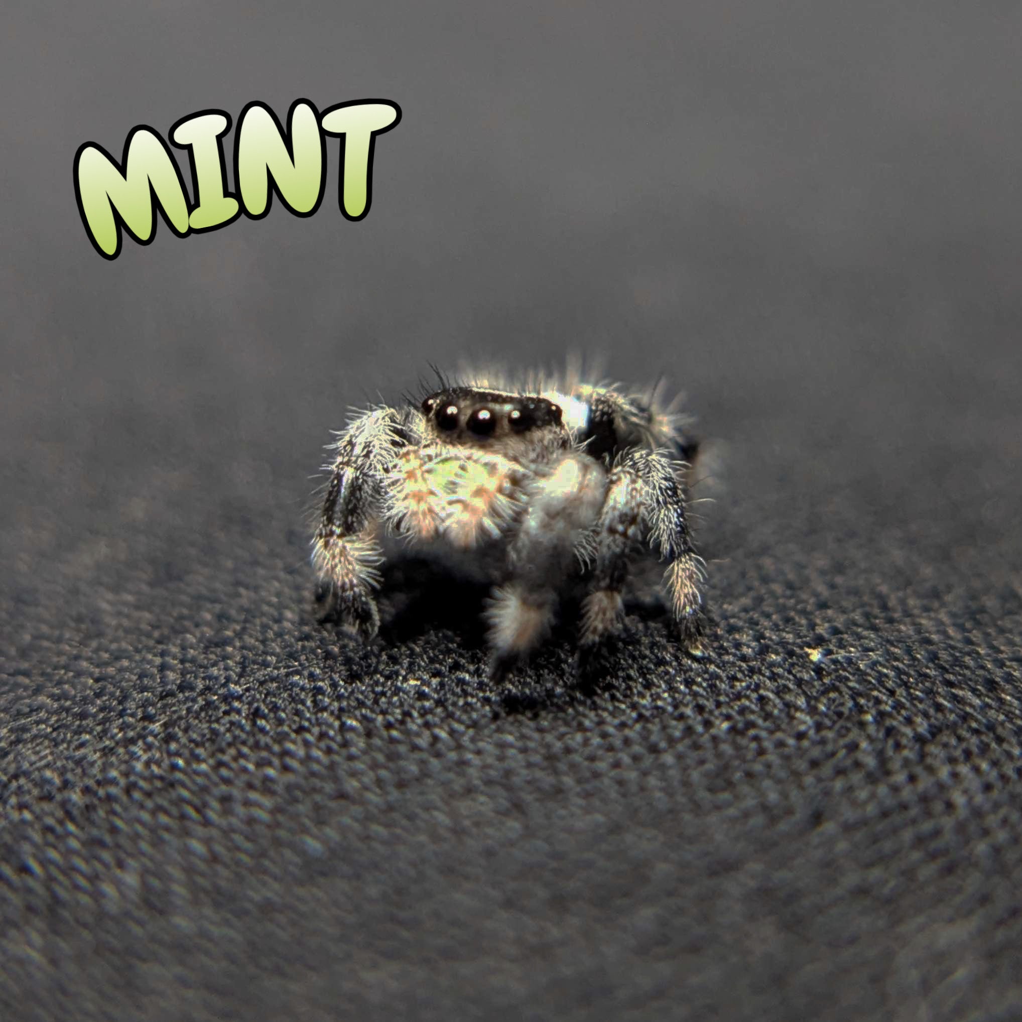 (Apalachicola Locale) Regal Jumping Spider "Mint"