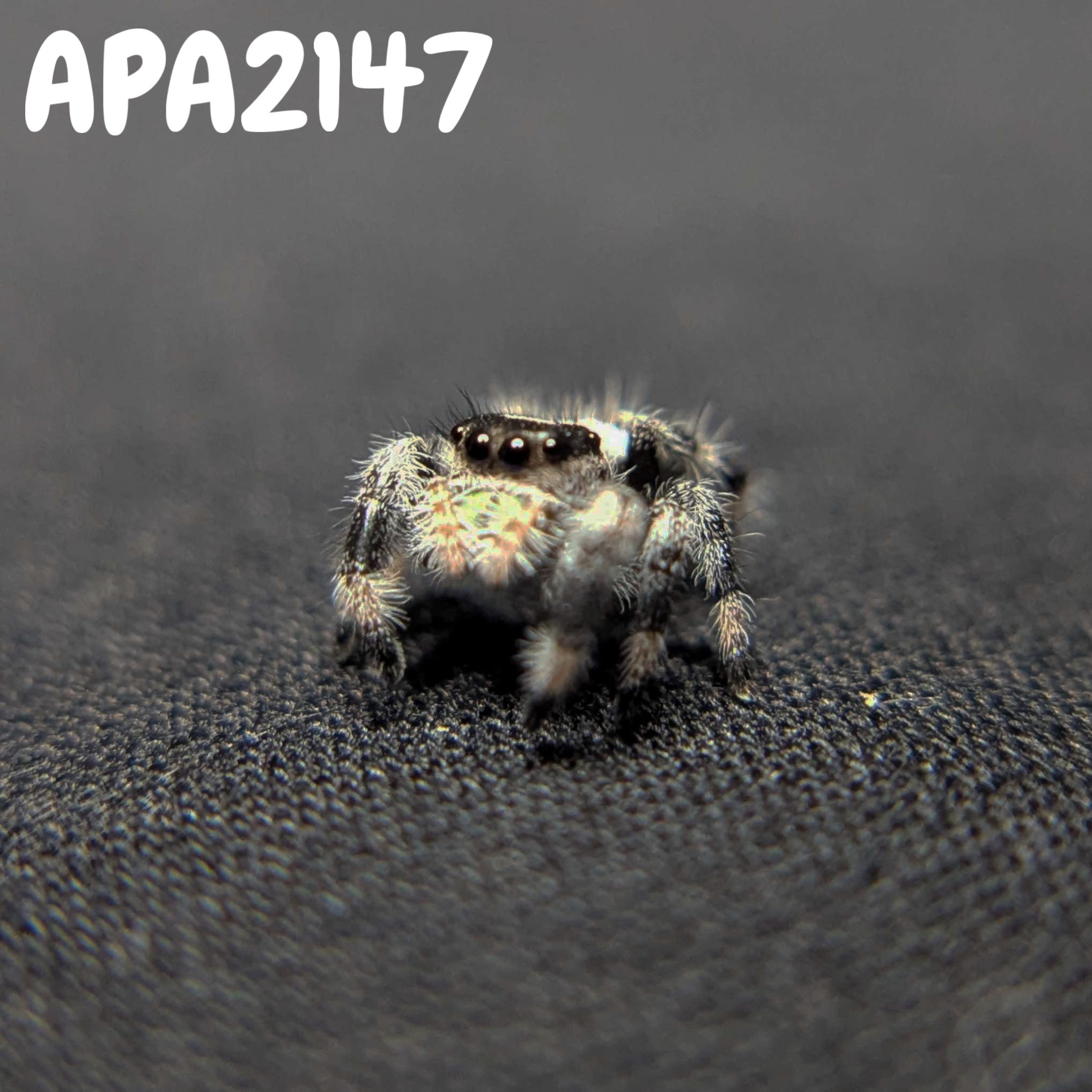 (Apalachicola Locale) Regal Jumping Spider "Mint"