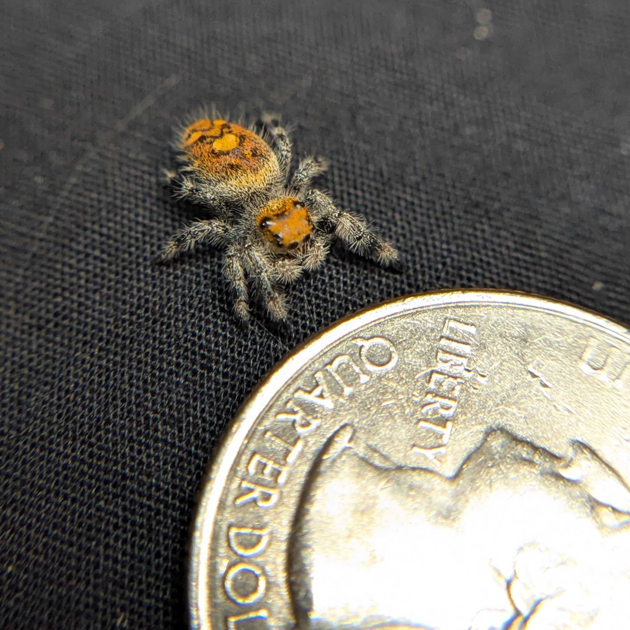 Regal Jumping Spider "Honey Bun"