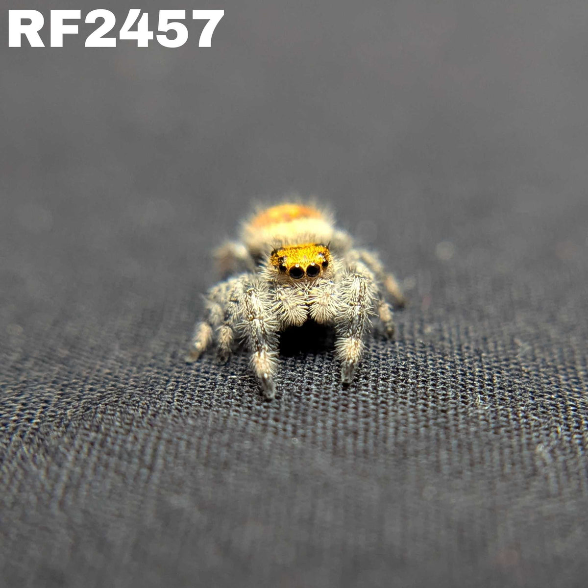 Regal Jumping Spider "Honey Bun"