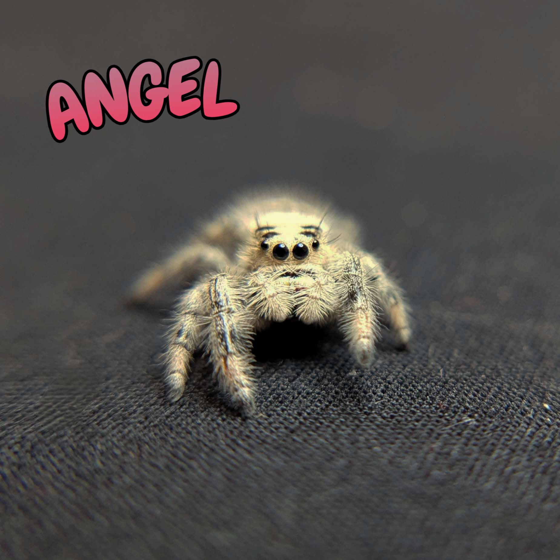 Regal Jumping Spider "Angel"