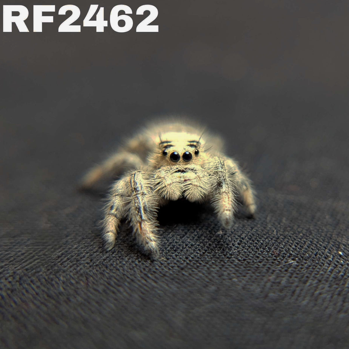 Regal Jumping Spider "Angel"