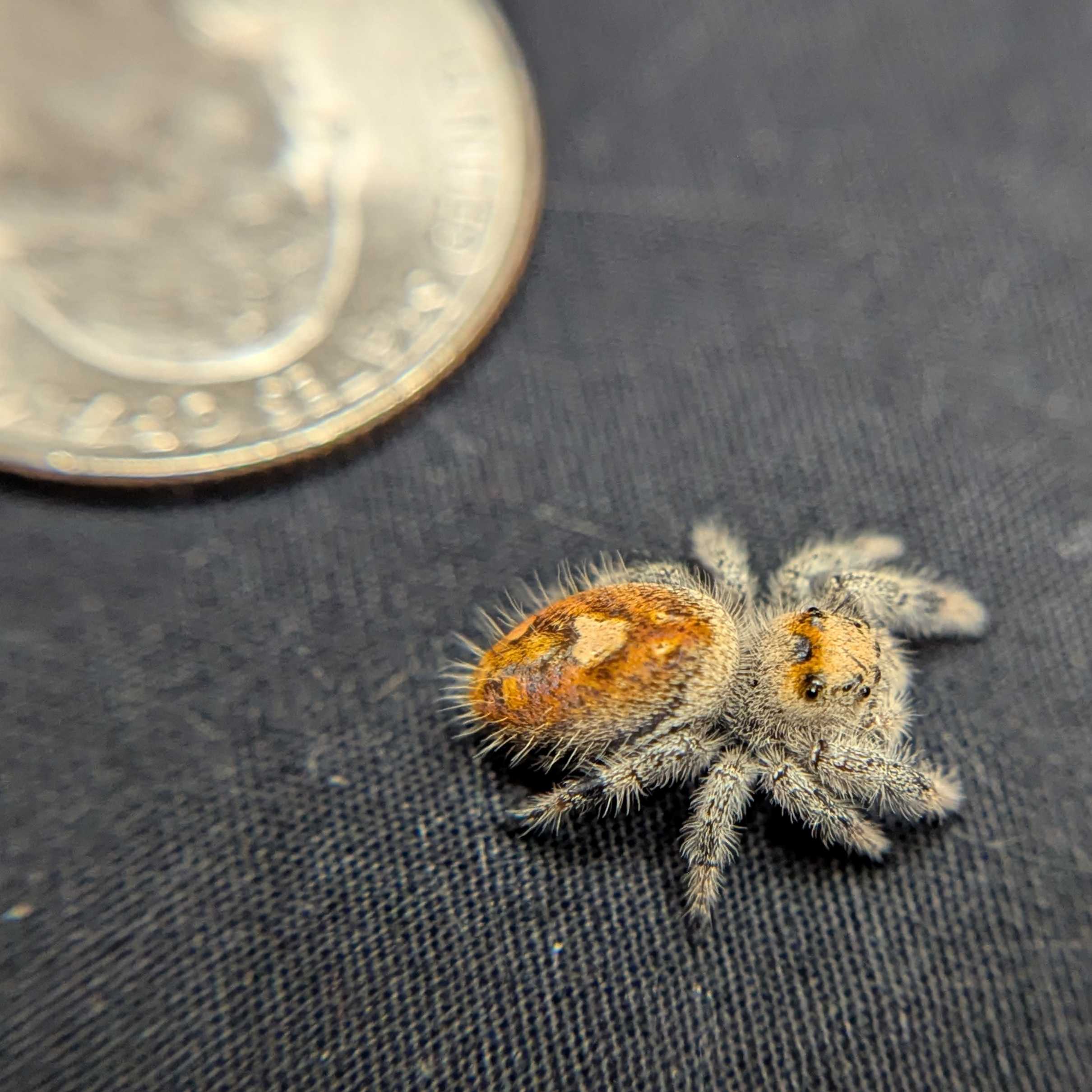 Regal Jumping Spider "Sunday"
