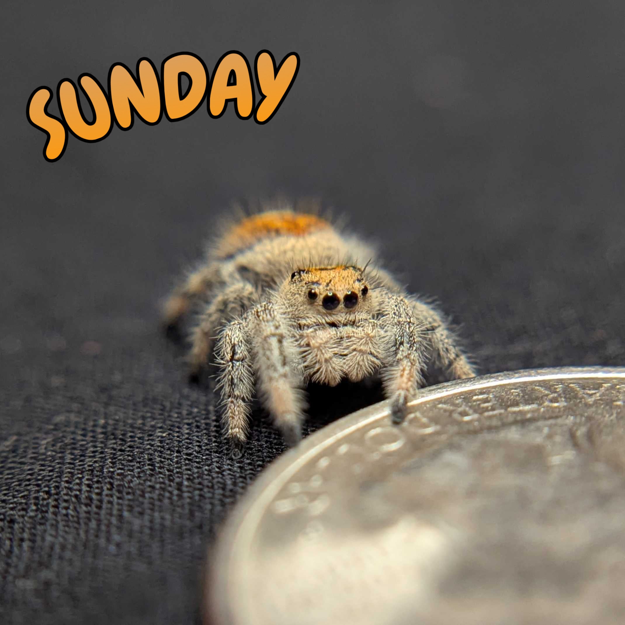 Regal Jumping Spider "Sunday"