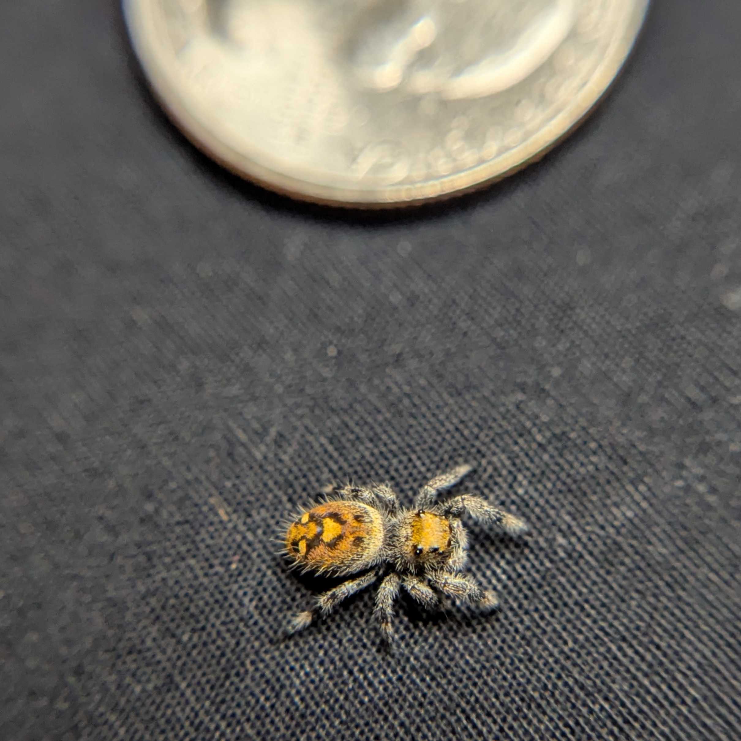 Regal Jumping Spider "Jamba"