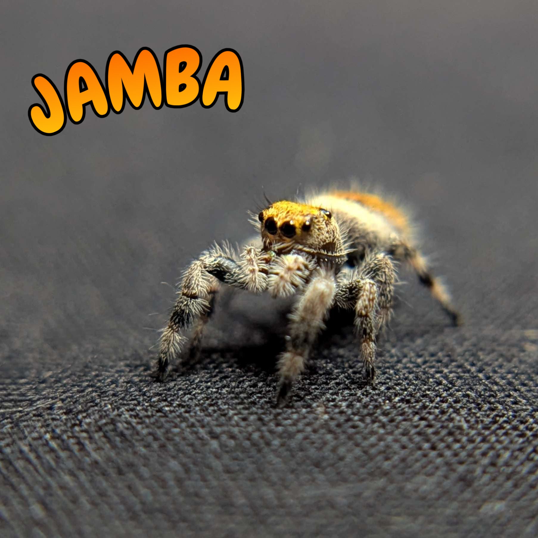 Regal Jumping Spider "Jamba"