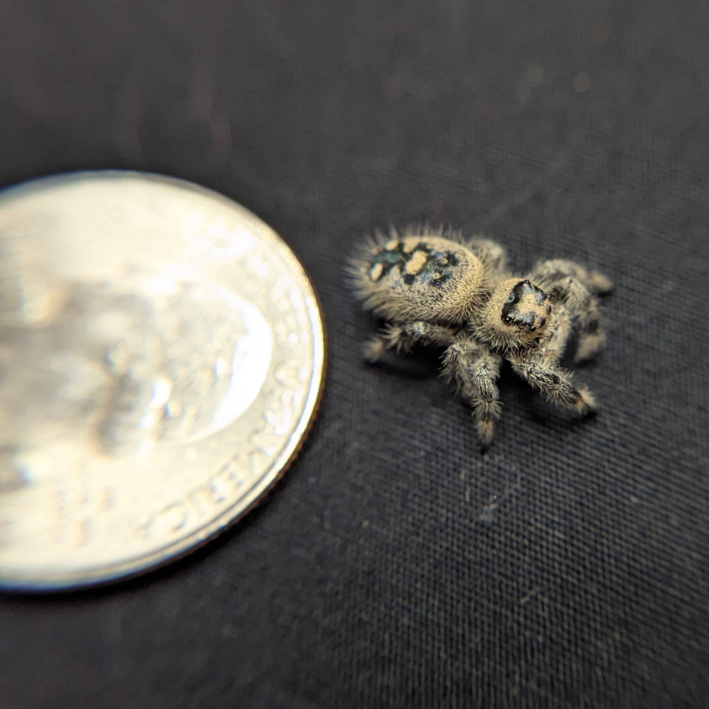 Regal Jumping Spider "Kisses"