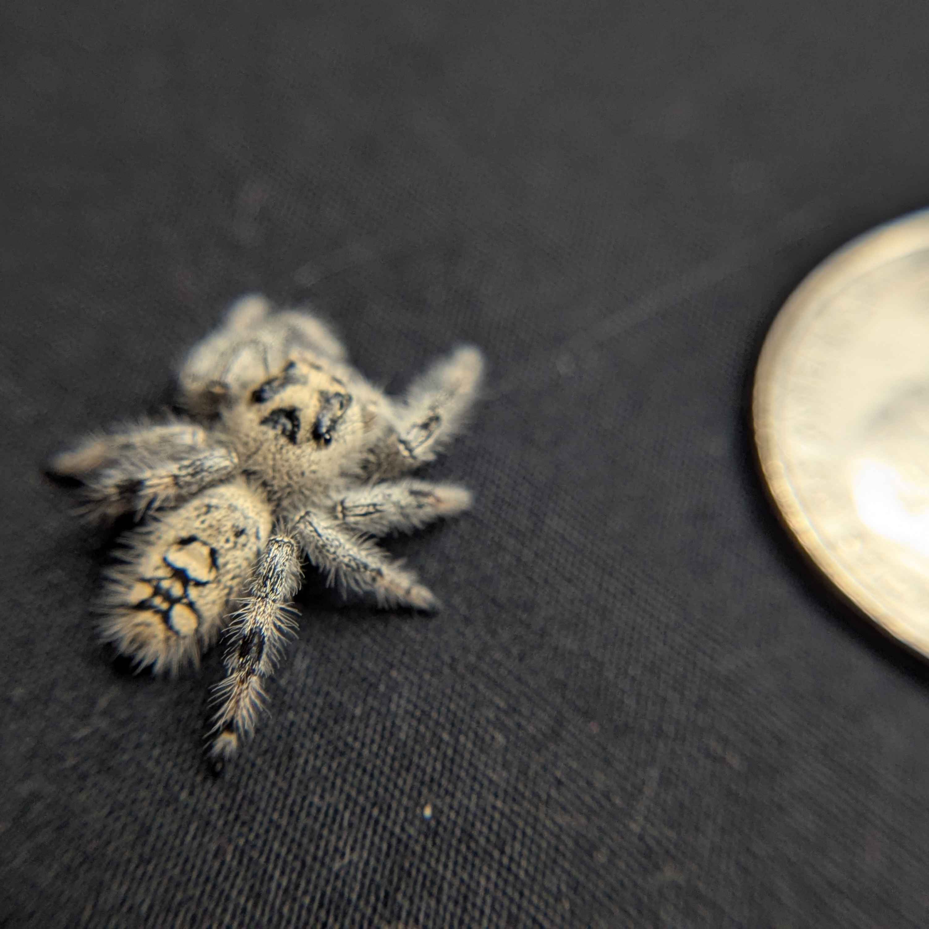 Regal Jumping Spider "Bunny"