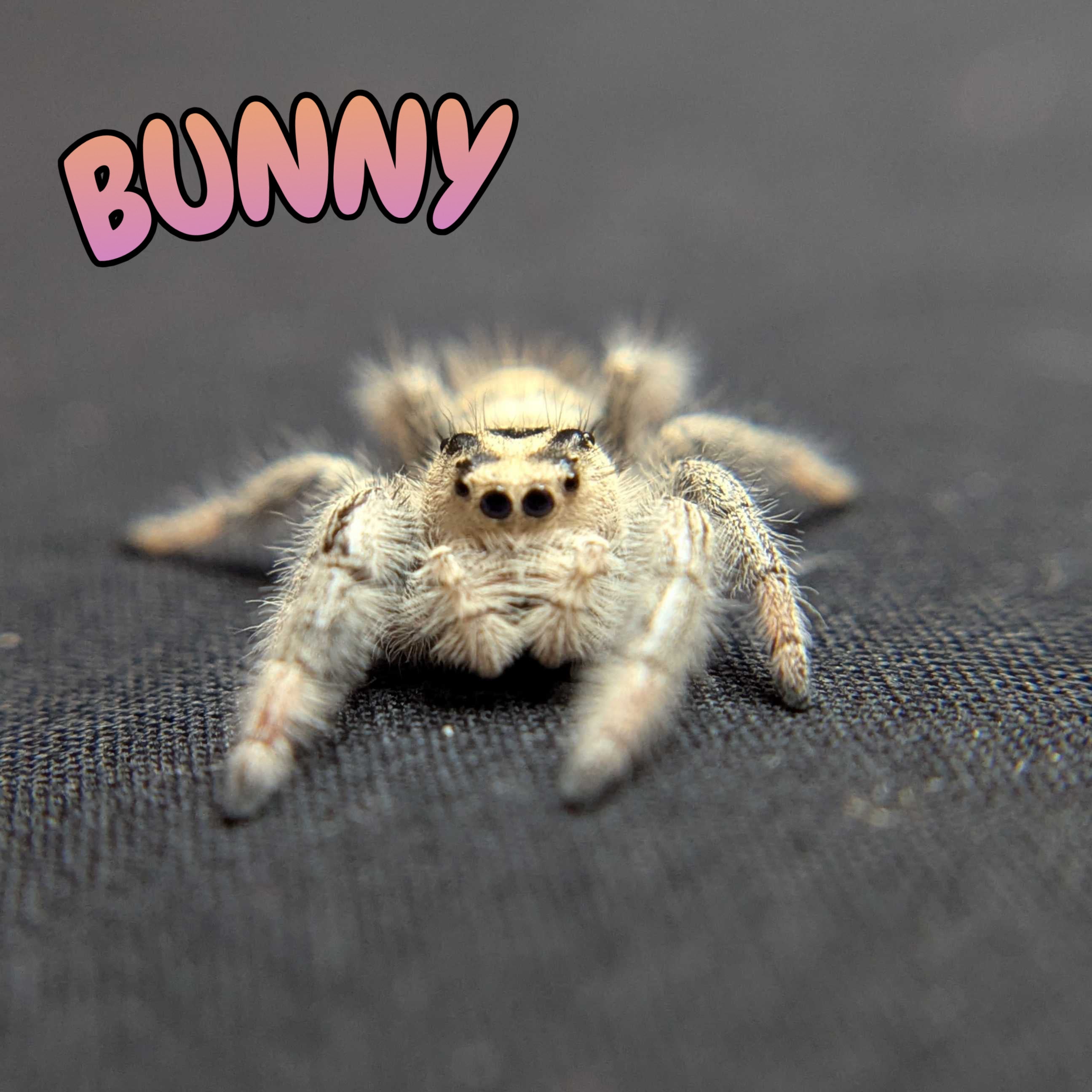 Regal Jumping Spider "Bunny"