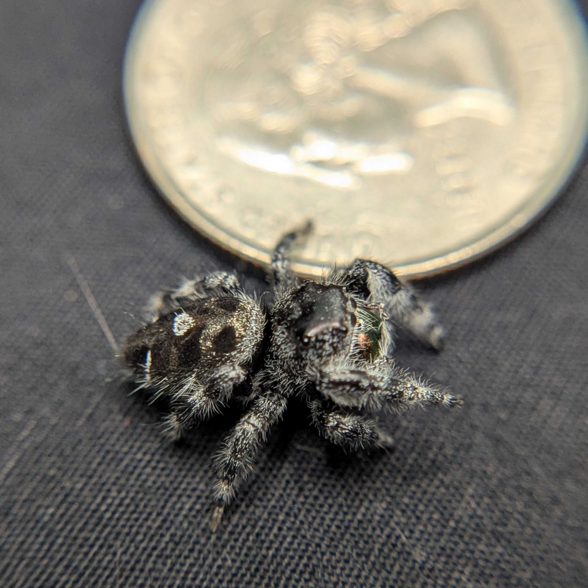 Audax Jumping Spider "Guava"