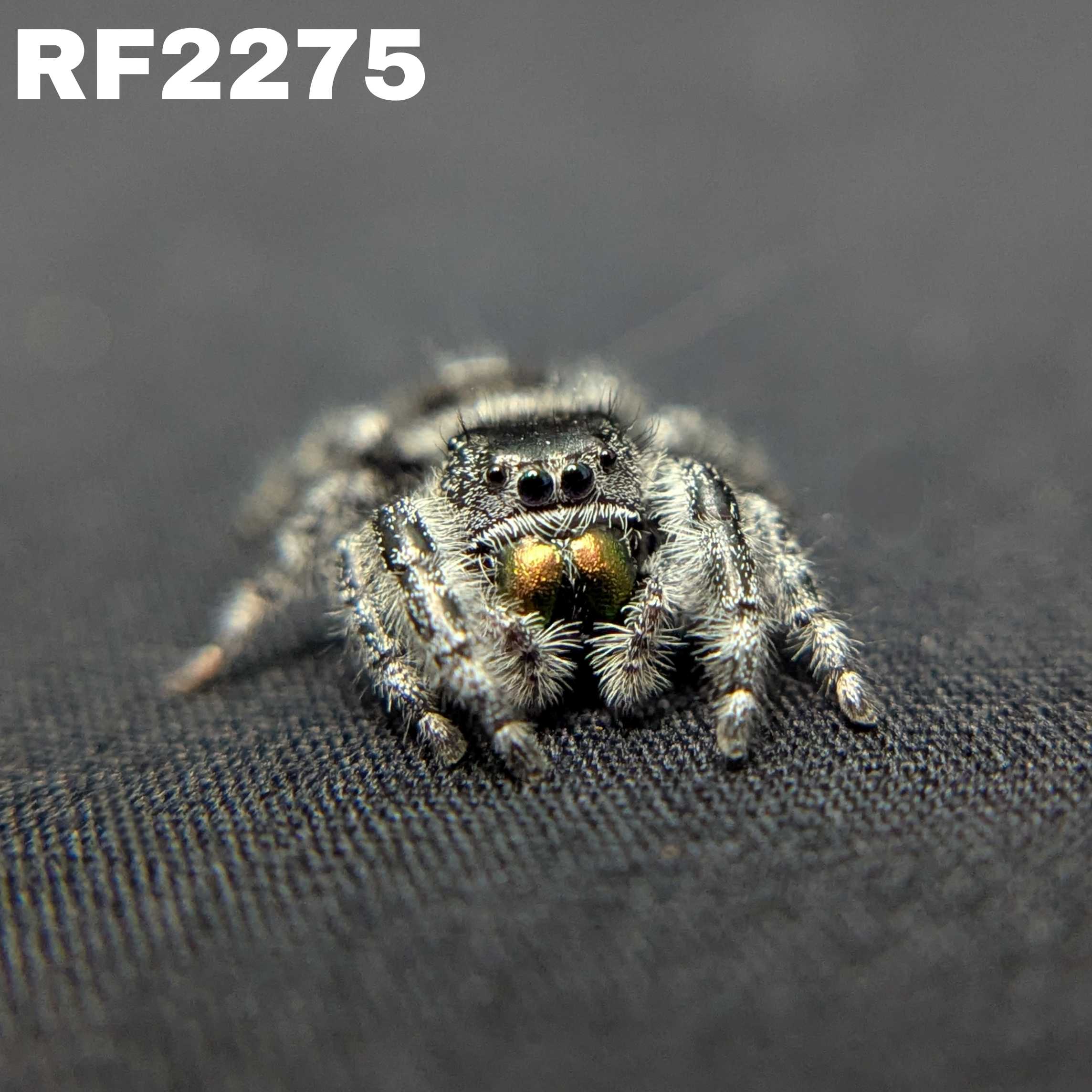 Audax Jumping Spider "Guava"