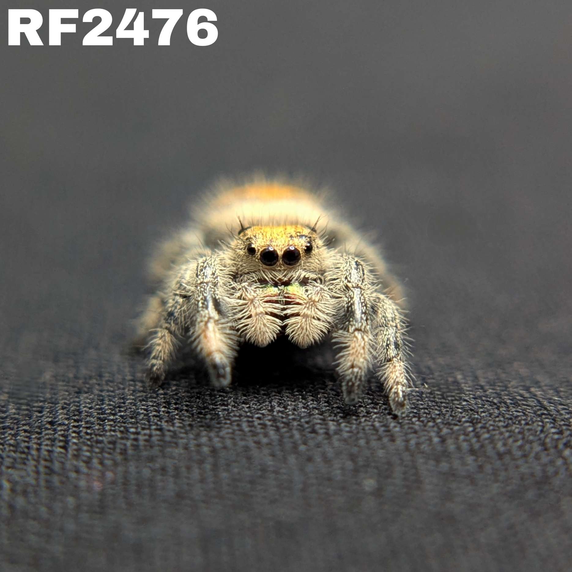 Regal Jumping Spider "Sunrise"