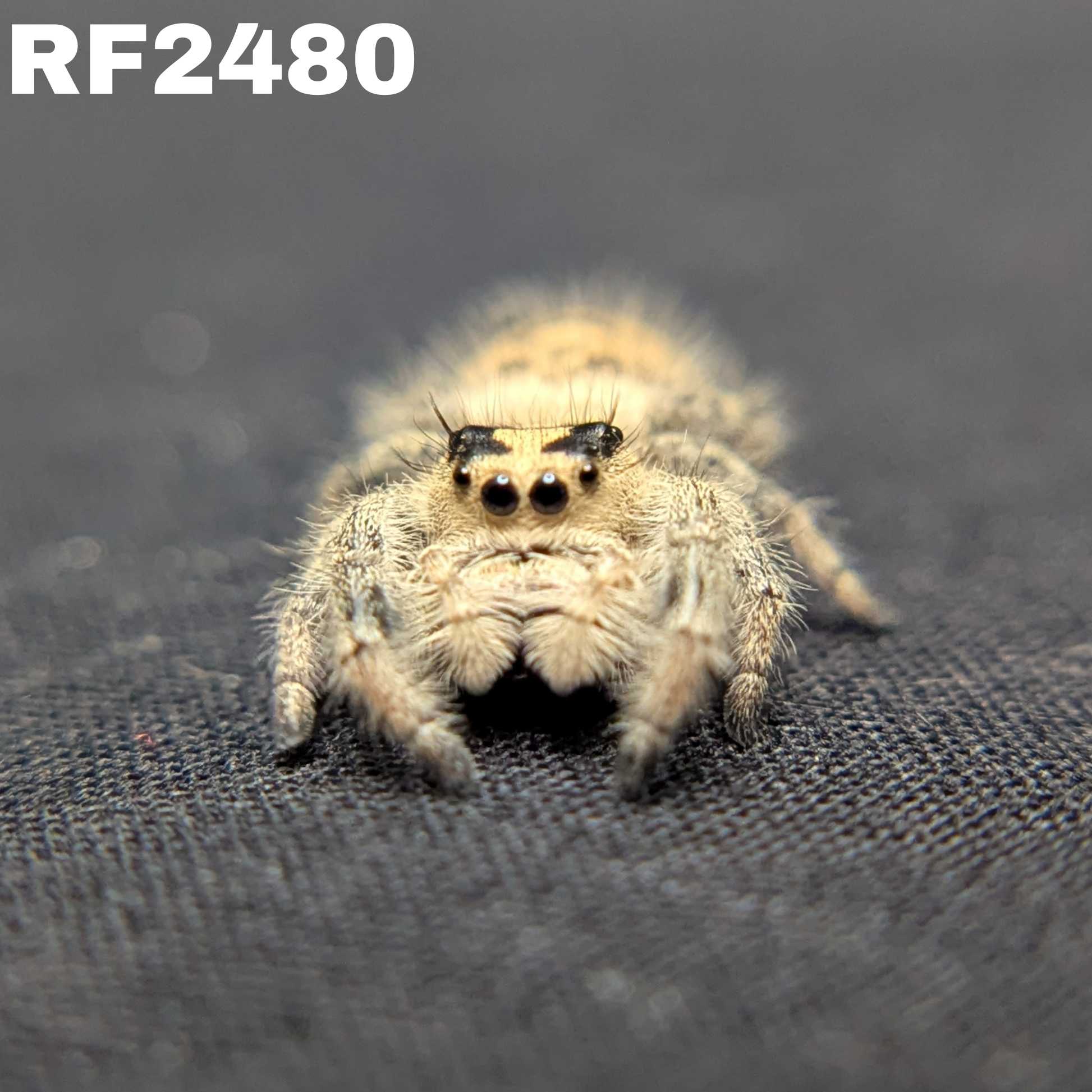 Regal Jumping Spider "Crumpet"