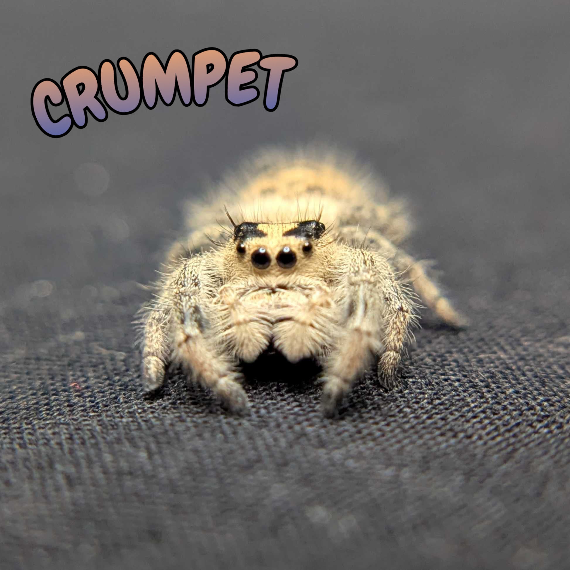 Regal Jumping Spider "Crumpet"