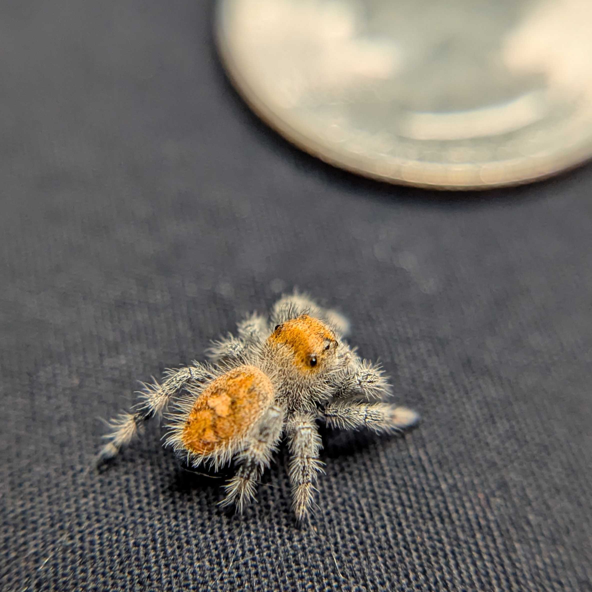 Regal Jumping Spider "Heat"